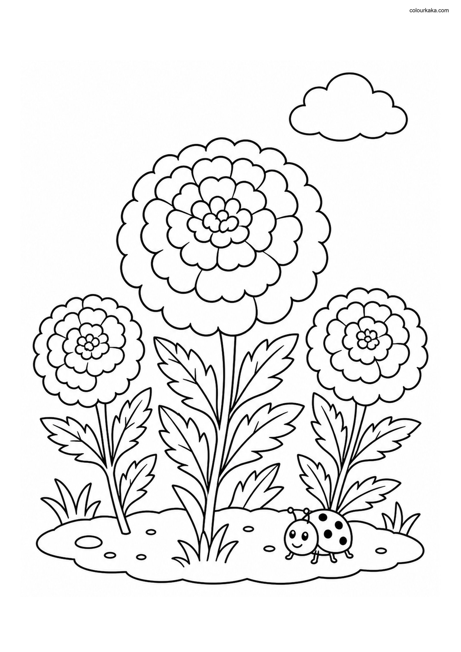 Marigold Flower Colouring colouring page preview