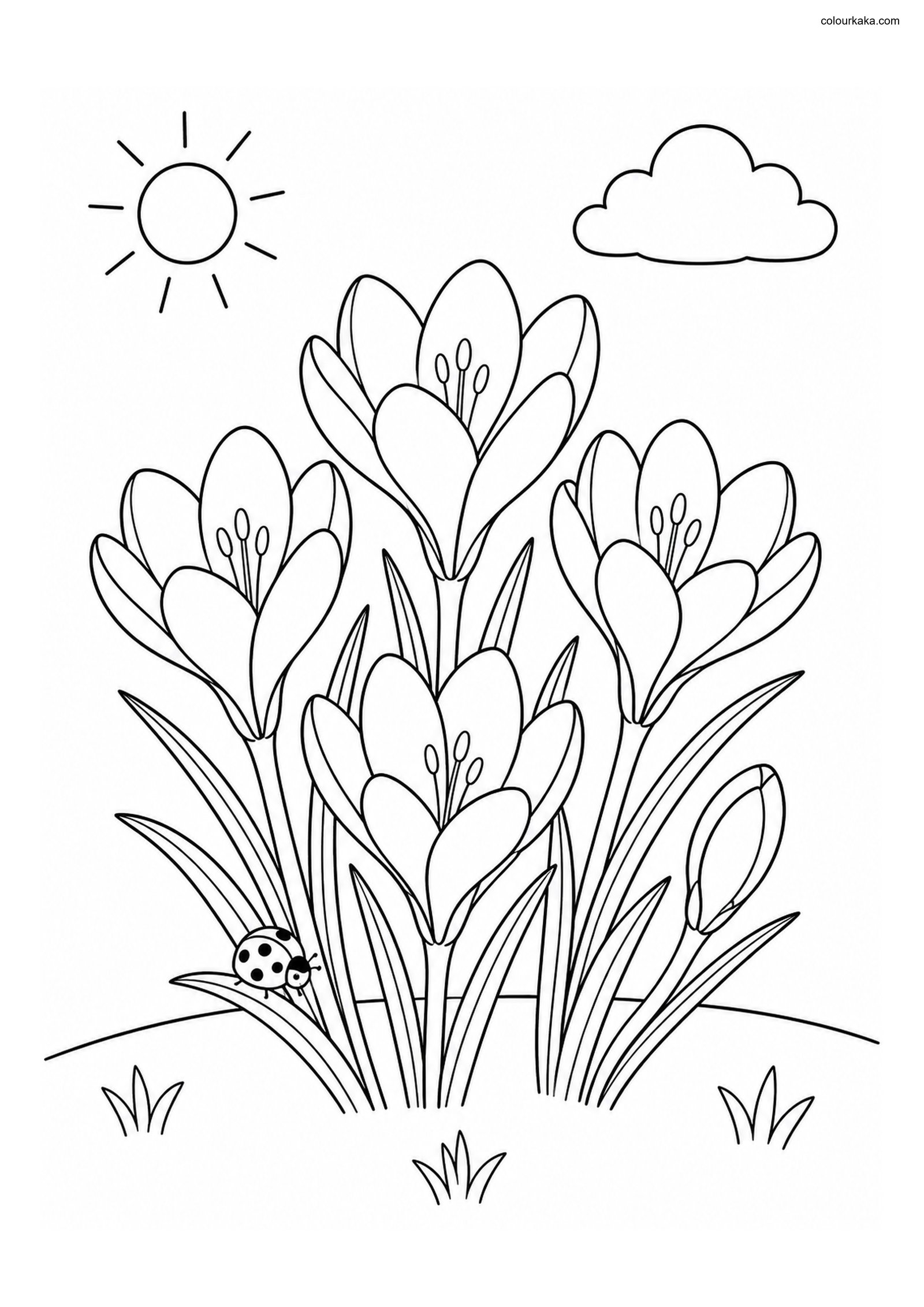 Crocus Spring Colouring Page colouring page preview