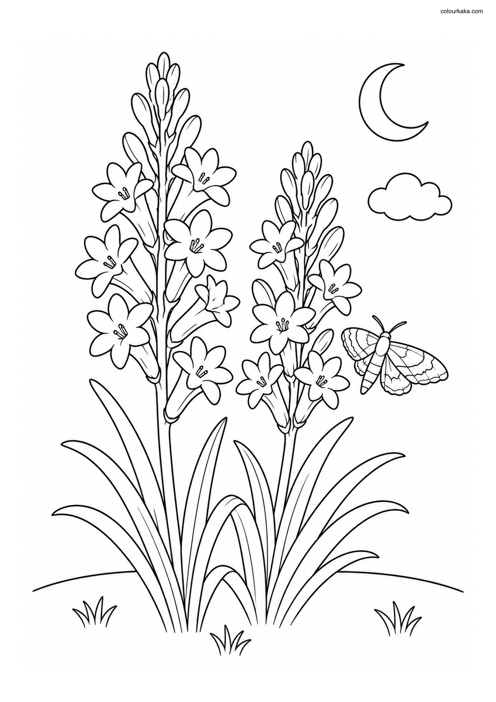 Tuberose Garden Colouring Page colouring page preview