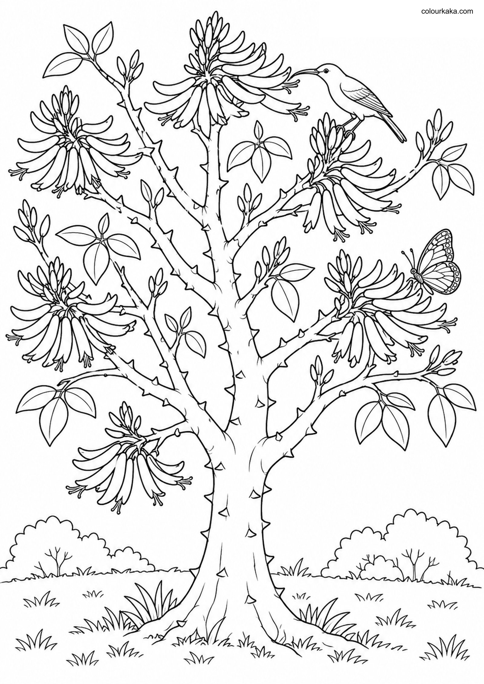 Indian Coral Tree Colouring colouring page preview
