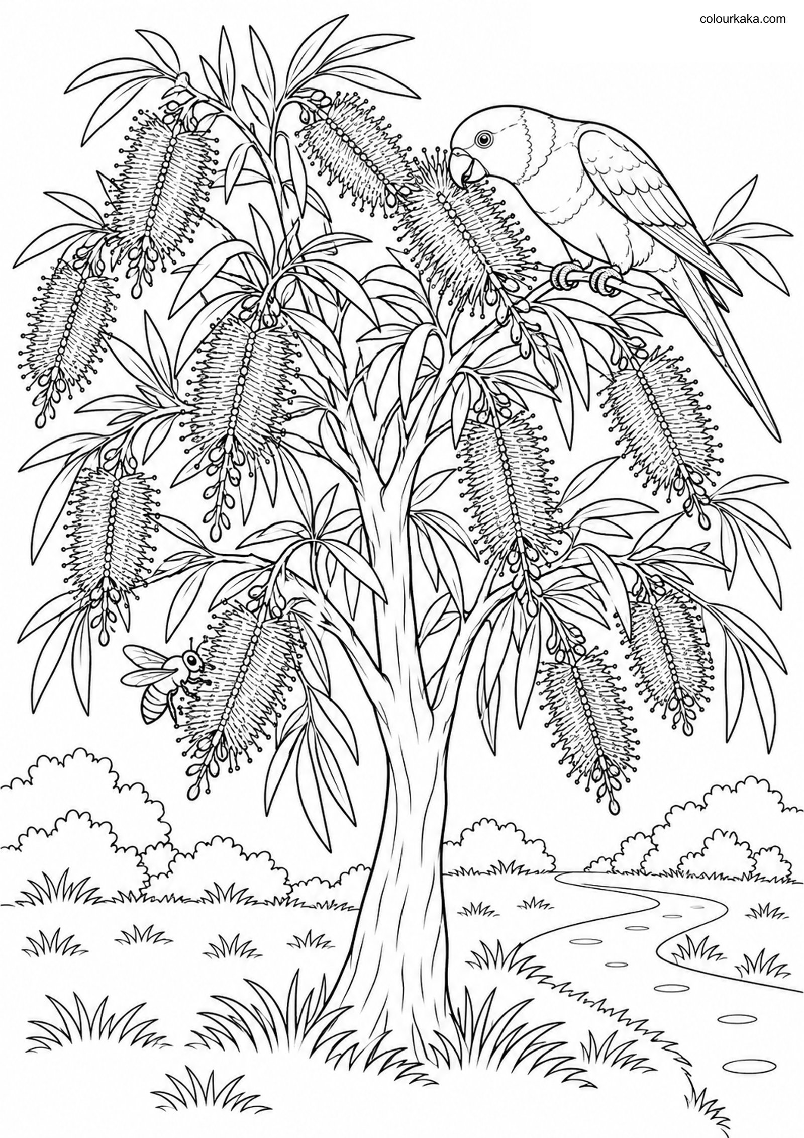 Bottlebrush Tree Colouring colouring page preview