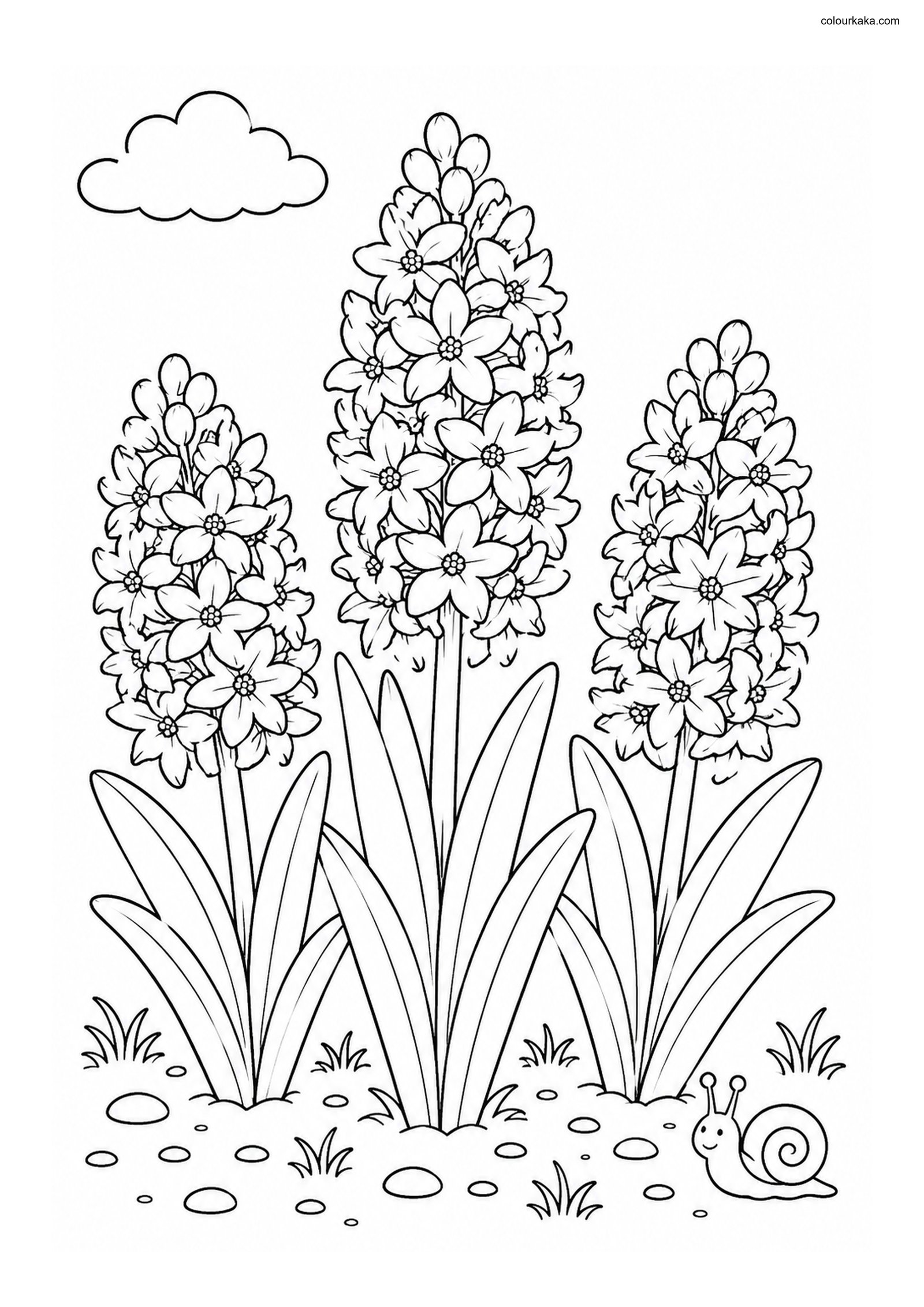 Hyacinth Flower Colouring Page colouring page preview