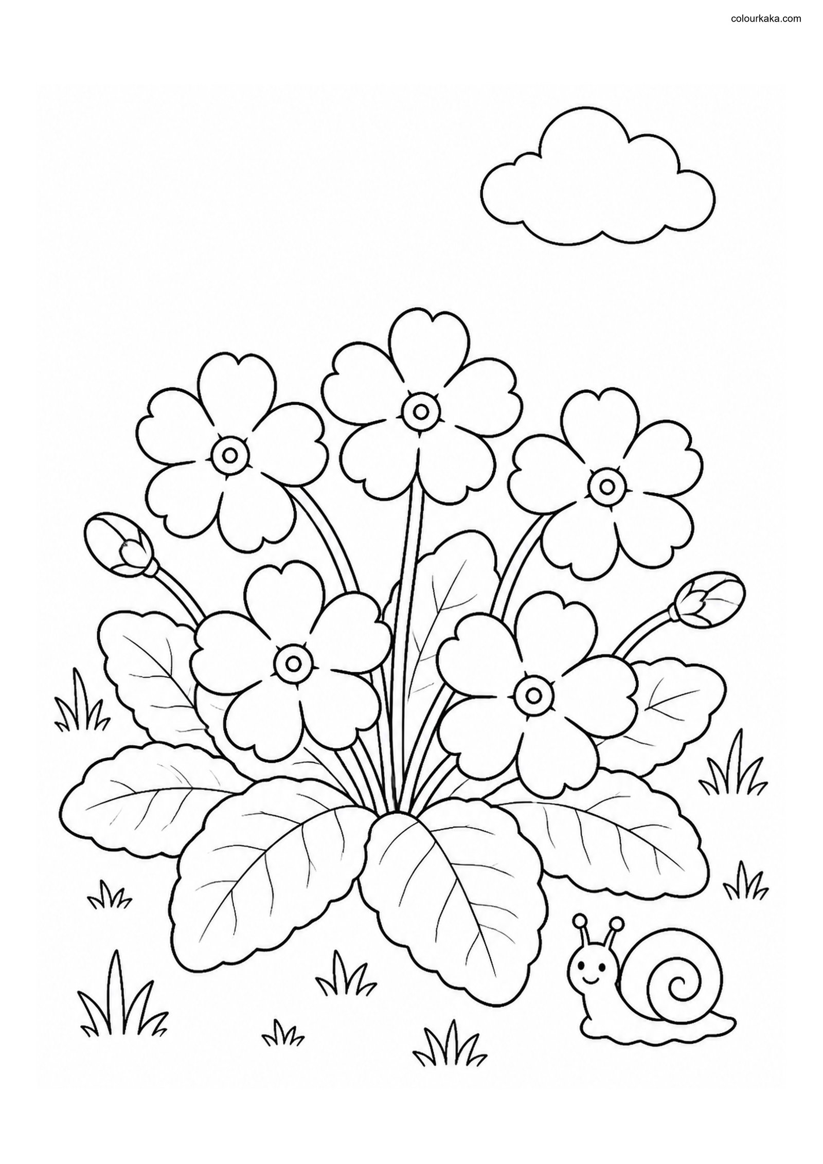 Primrose Spring Colouring Page colouring page preview