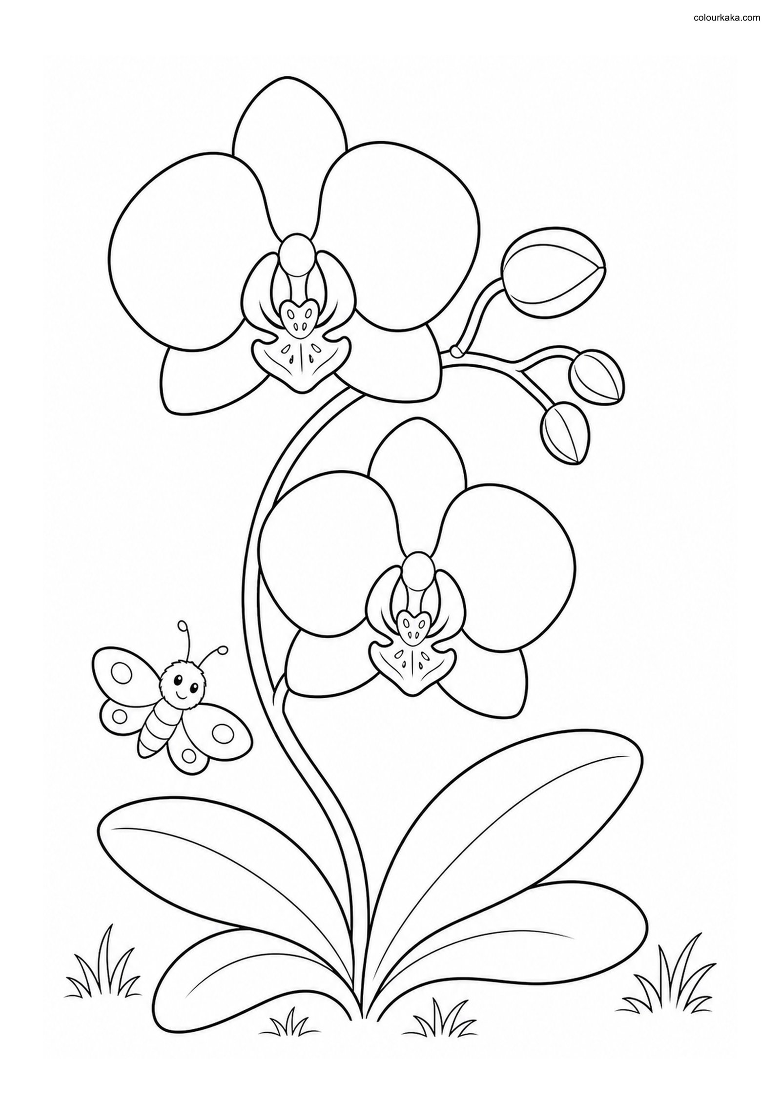 Orchid Flower Colouring Page colouring page preview