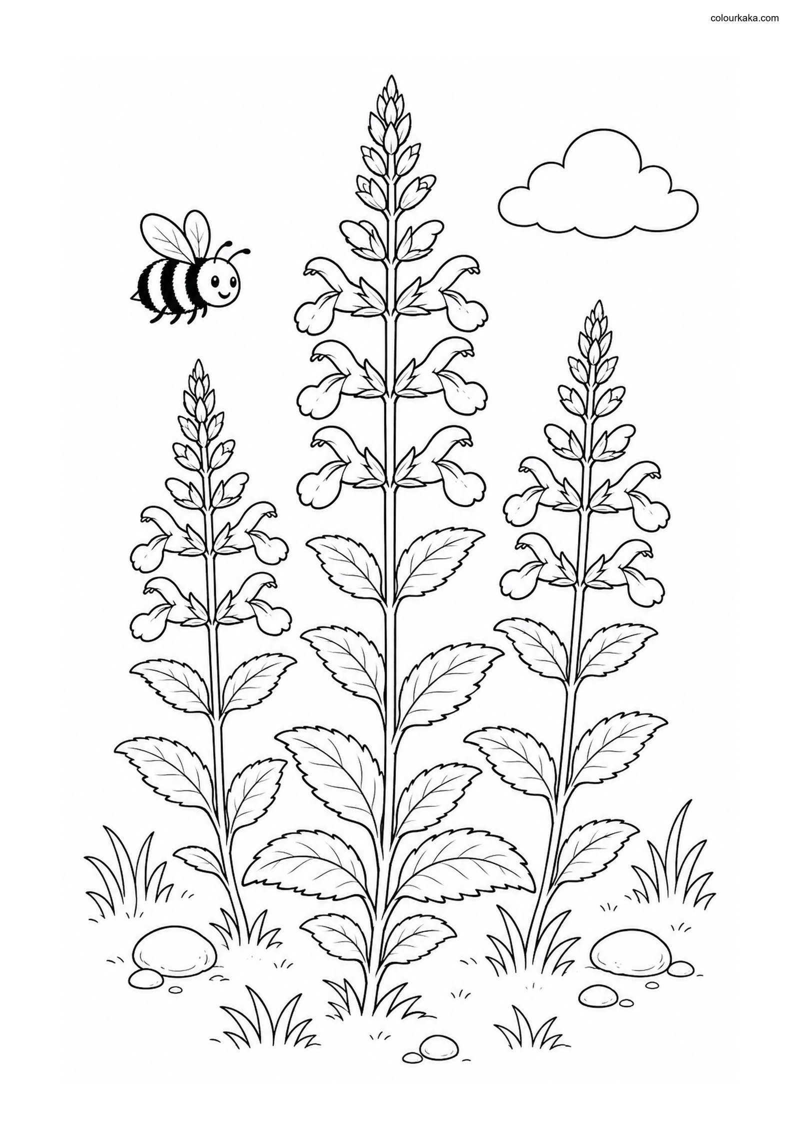 Salvia Flower Colouring Page colouring page preview