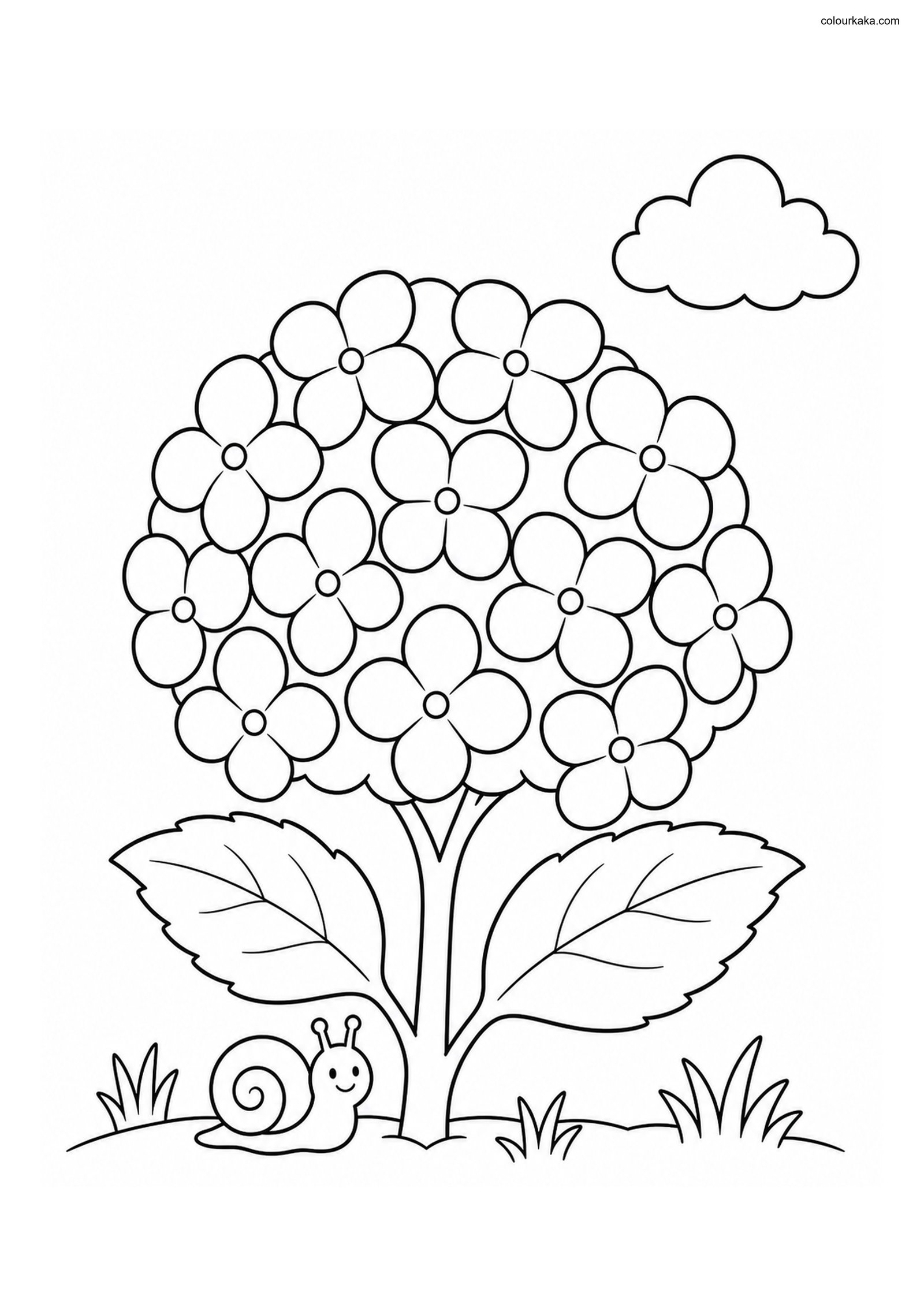 Hydrangea Flower Colouring colouring page preview