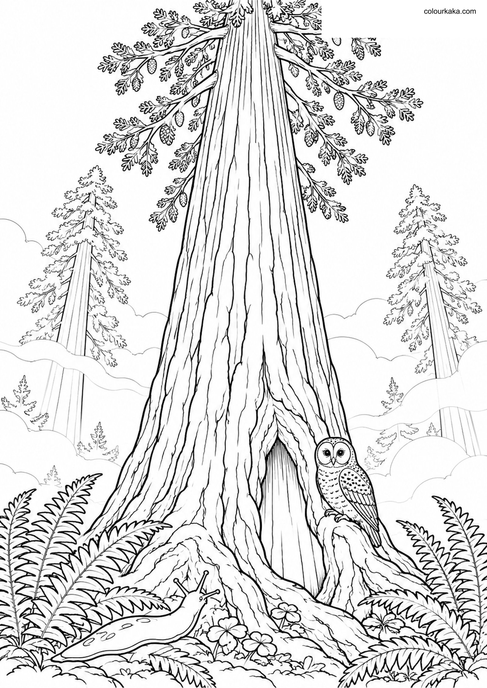 Redwood Tree Colouring Page colouring page preview