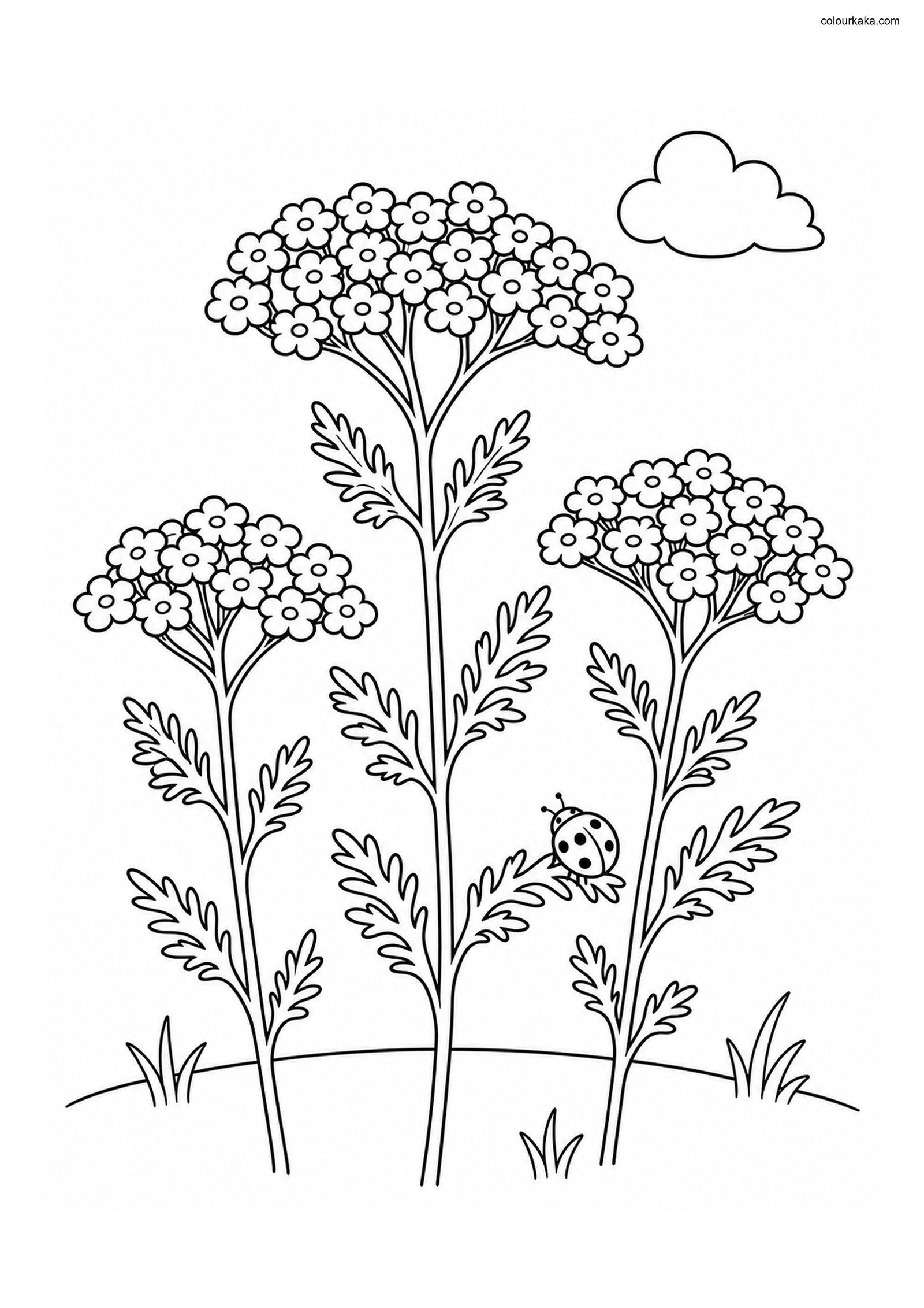 Yarrow Meadow Colouring Page colouring page preview