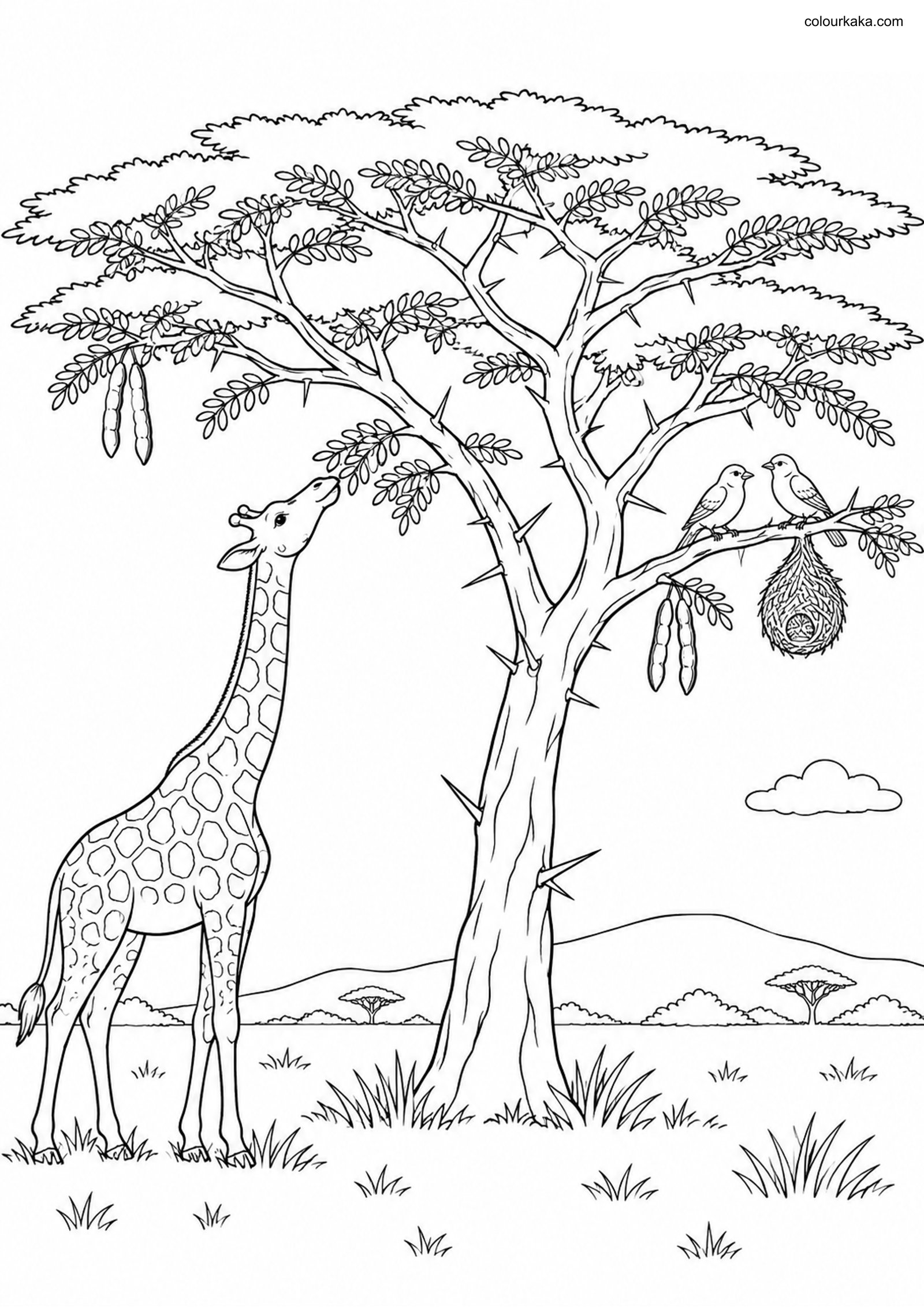 Umbrella Acacia Colouring Page colouring page preview