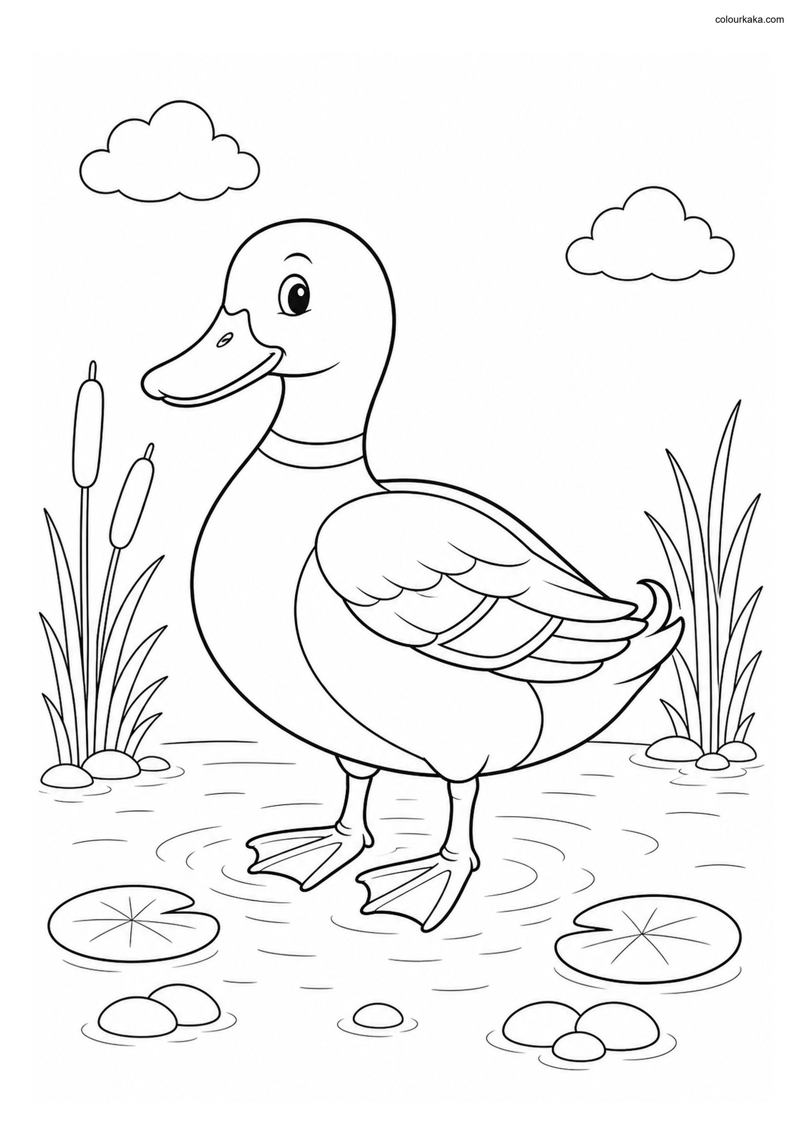 Mallard Duck Printable Colouring colouring page preview
