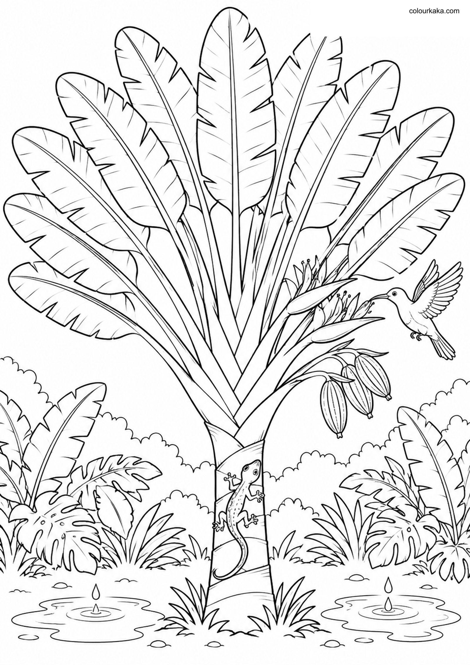 Travellers Palm Colouring colouring page preview