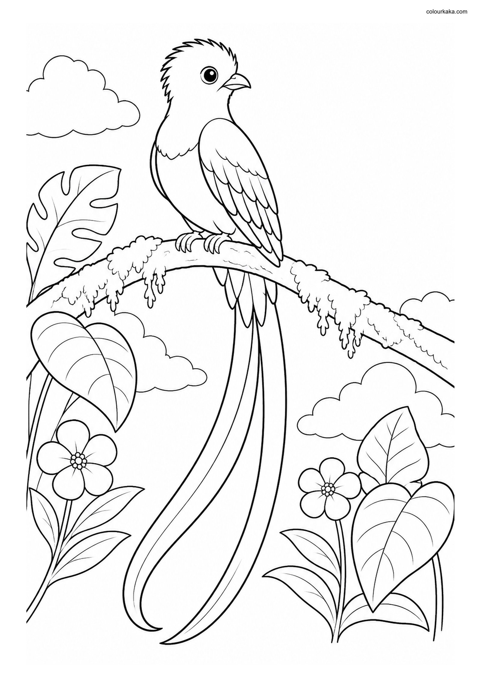 Resplendent Quetzal Colouring Page colouring page preview