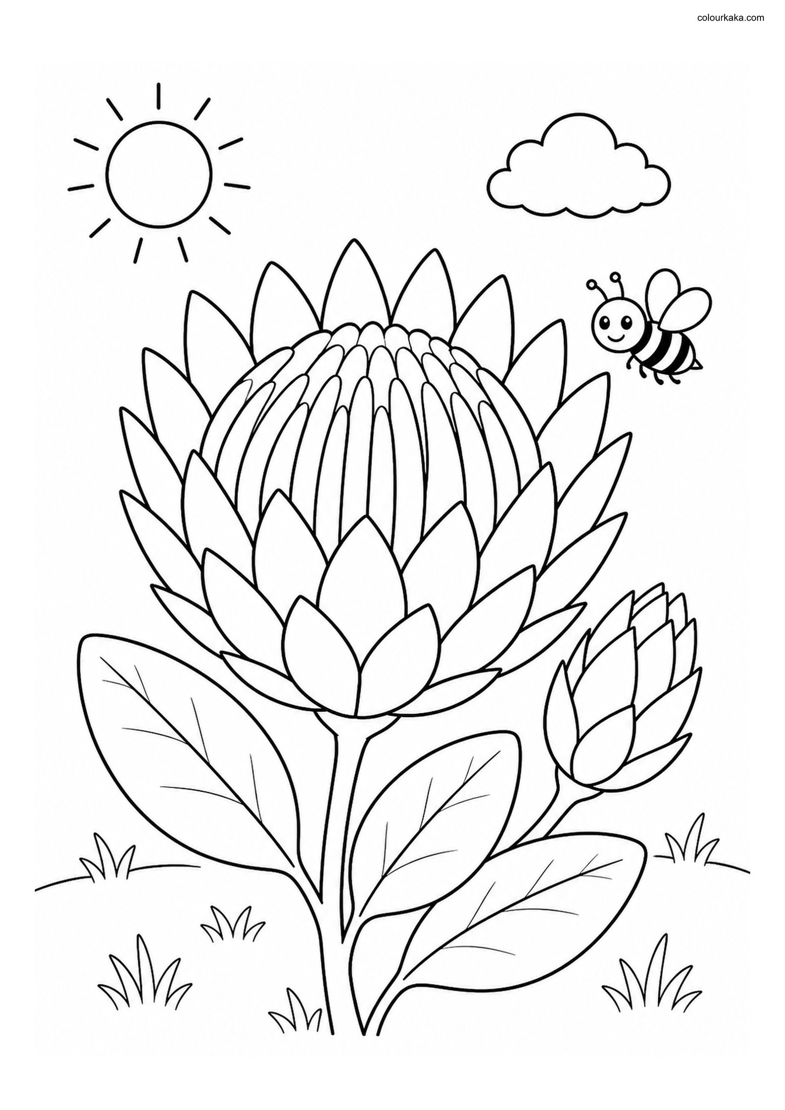 Protea Flower Colouring Page colouring page preview