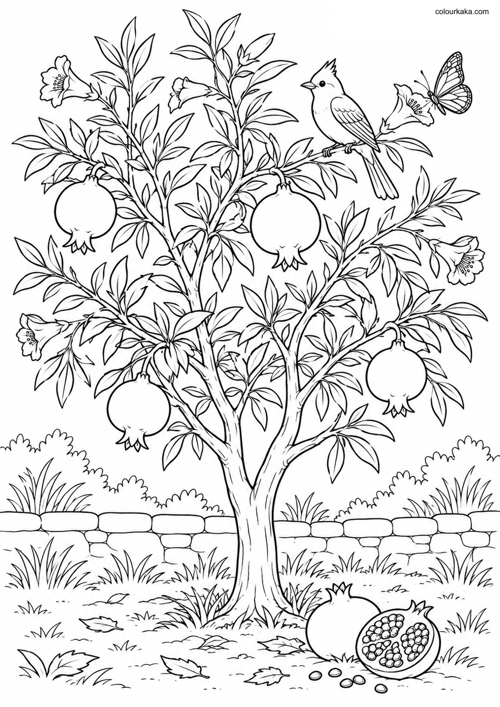 Pomegranate Tree Colouring colouring page preview