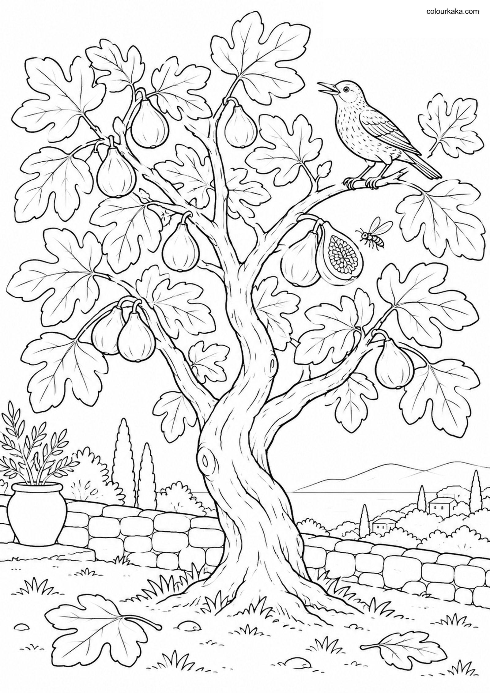 Fig Tree Summer Colouring colouring page preview