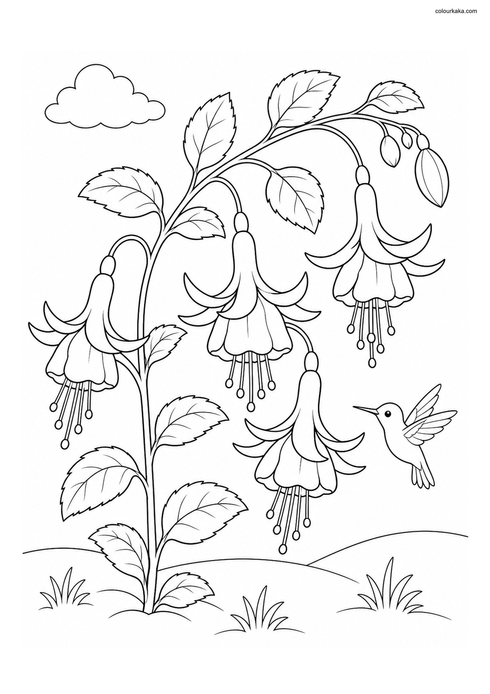 Fuchsia Flower Colouring Page colouring page preview