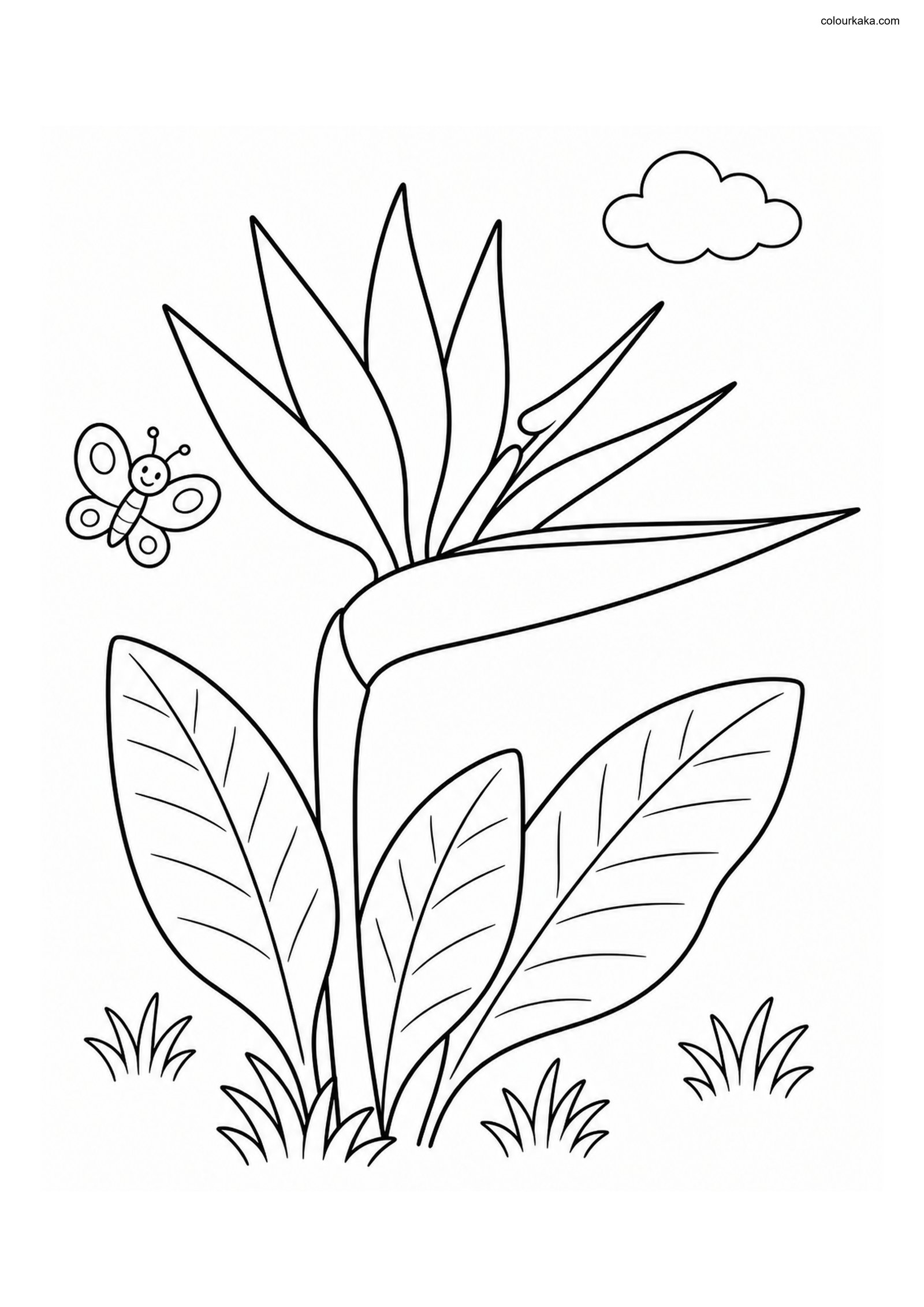 Bird of Paradise Colouring colouring page preview