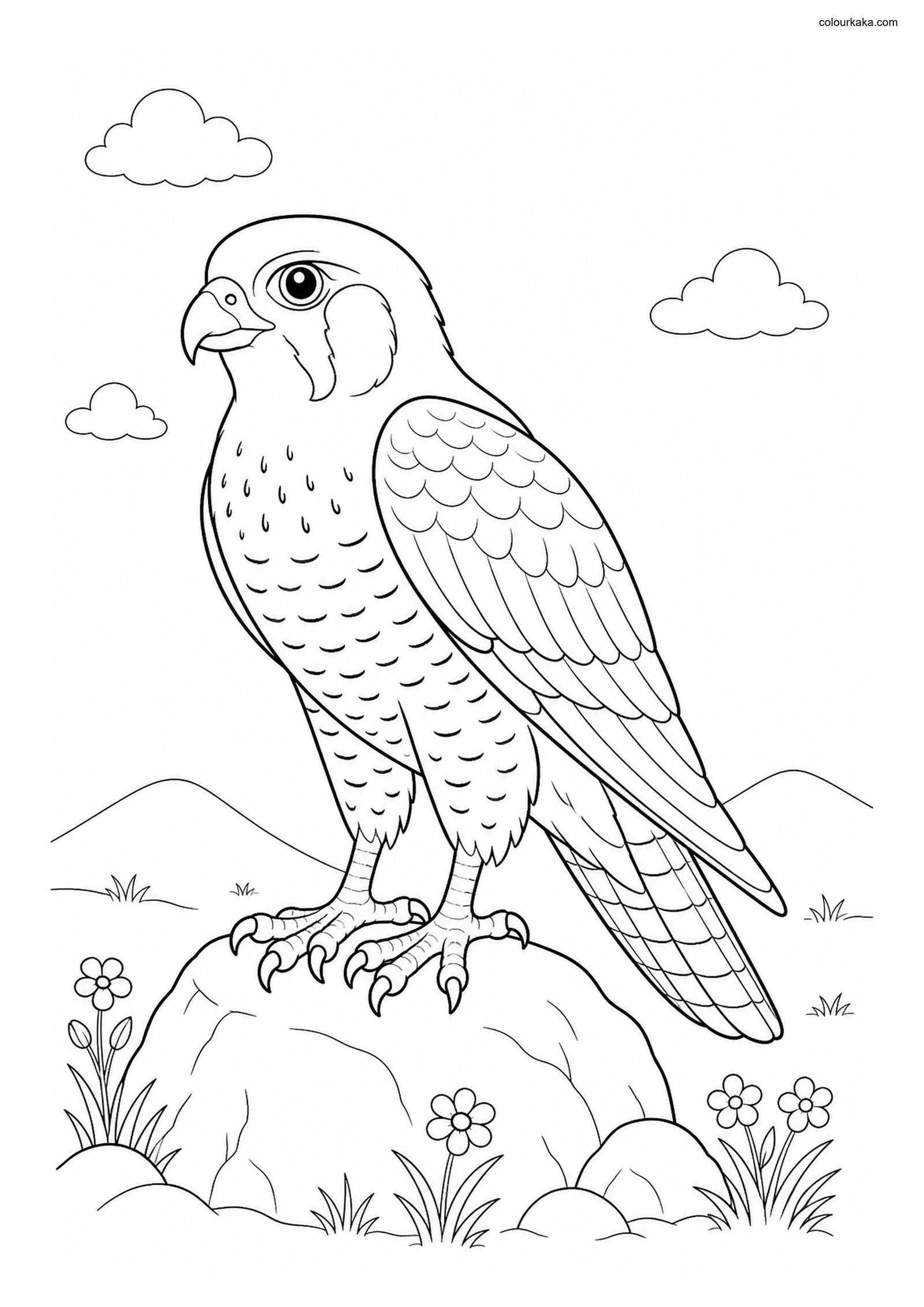 Peregrine Falcon Activity Sheet colouring page preview