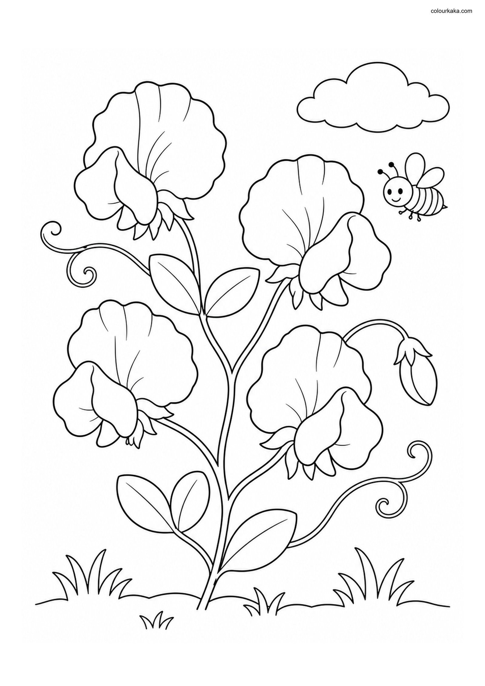 Sweet Pea Flower Colouring colouring page preview
