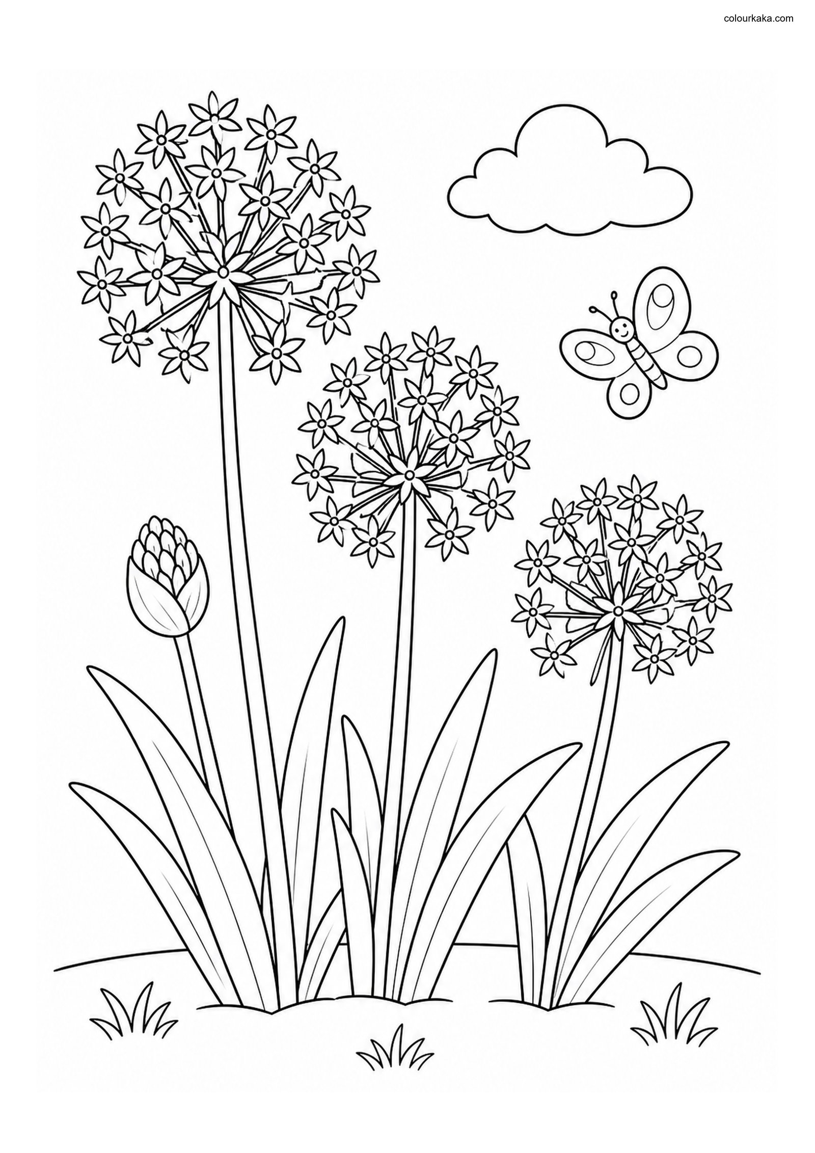 Allium Garden Colouring Page colouring page preview