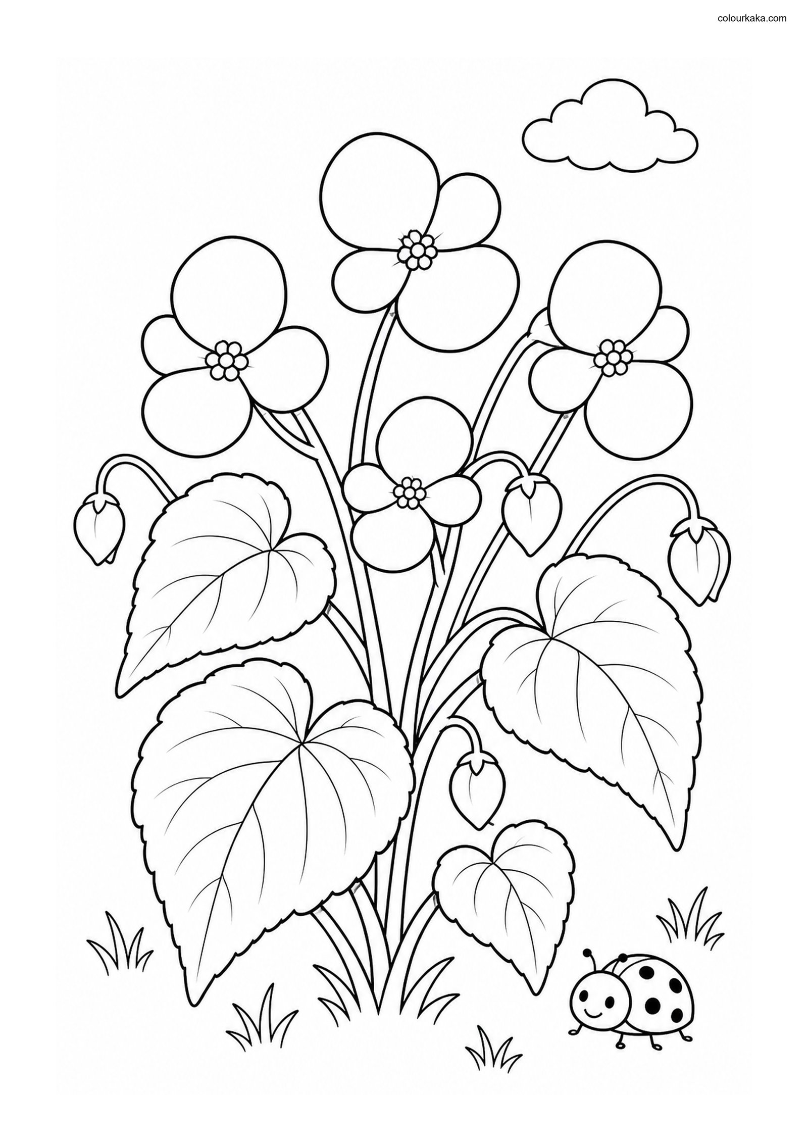 Begonia Flower Colouring Page colouring page preview