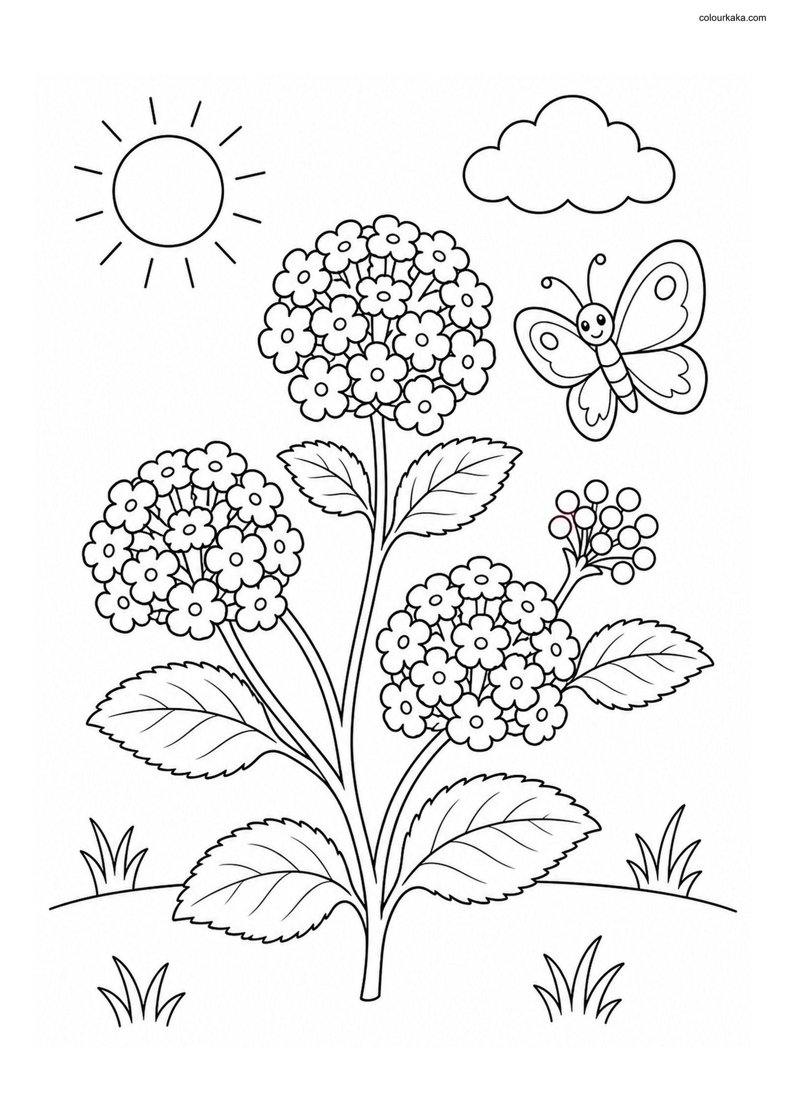 Lantana Flower Colouring Page colouring page preview