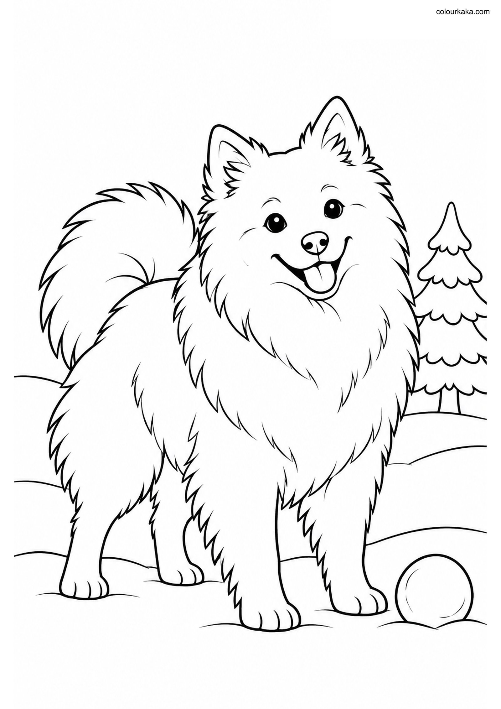 American Eskimo Dog Coloring Page colouring page preview