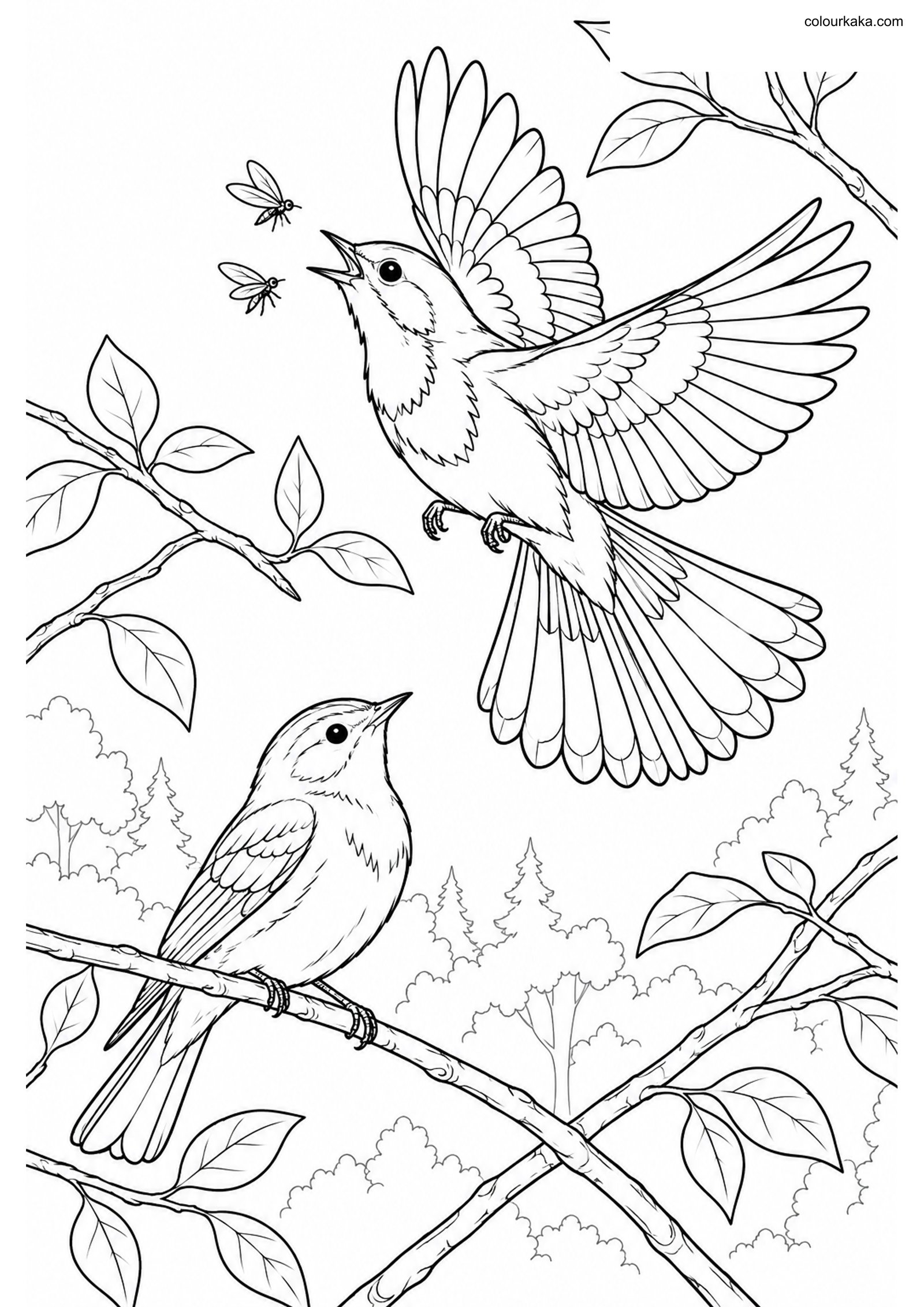 American Redstart Pair Page colouring page preview