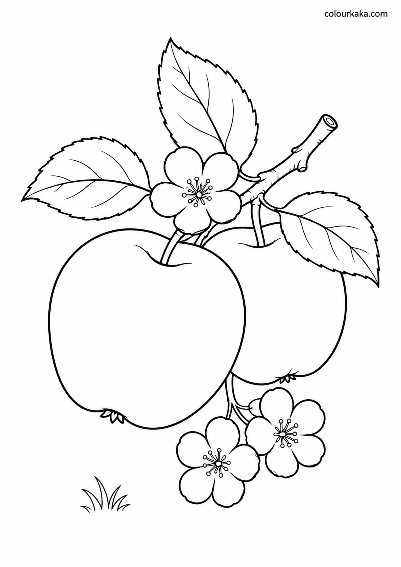 Apple Orchard Colouring Page colouring page preview
