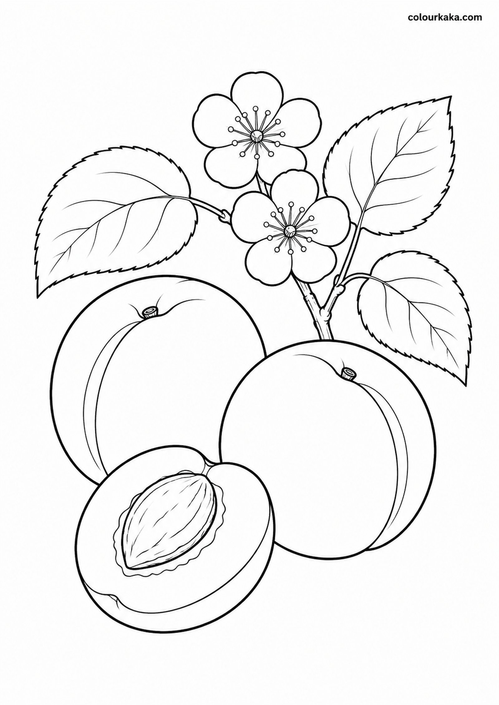 Apricot Harvest Colouring colouring page preview