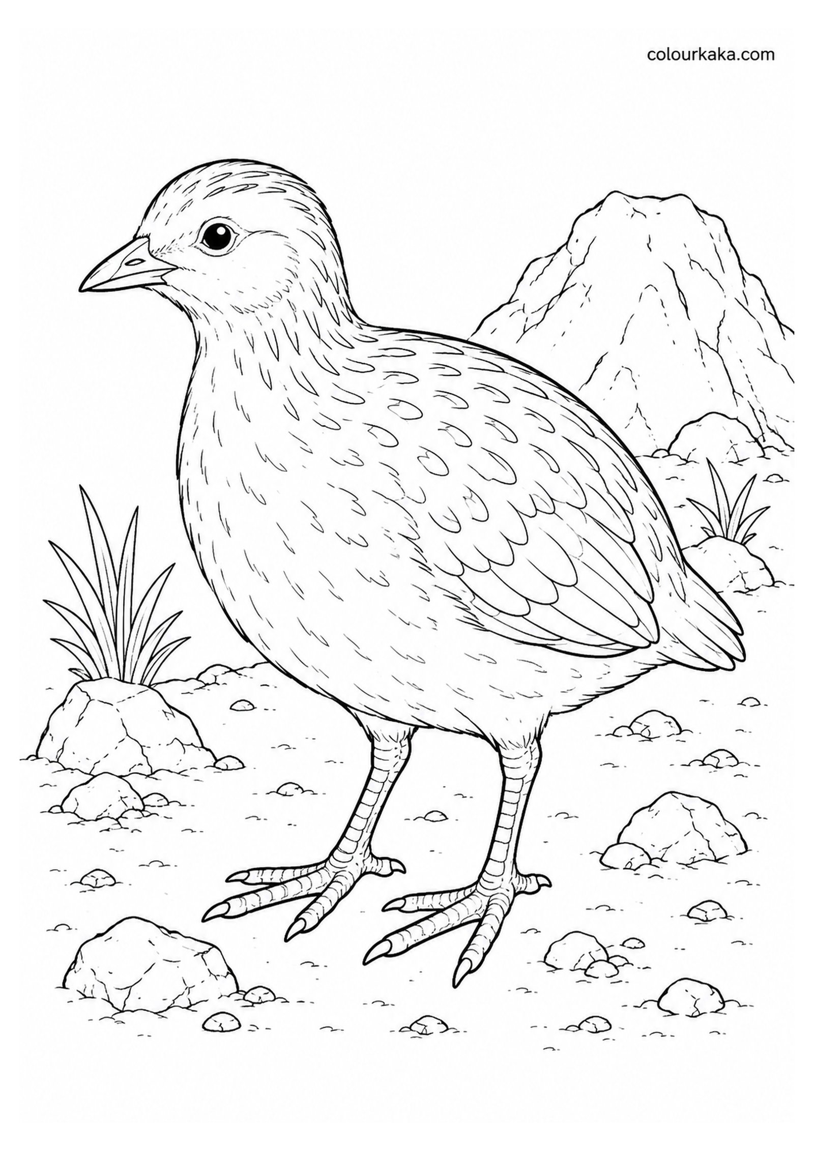 Ascension Crake Colouring Page colouring page preview