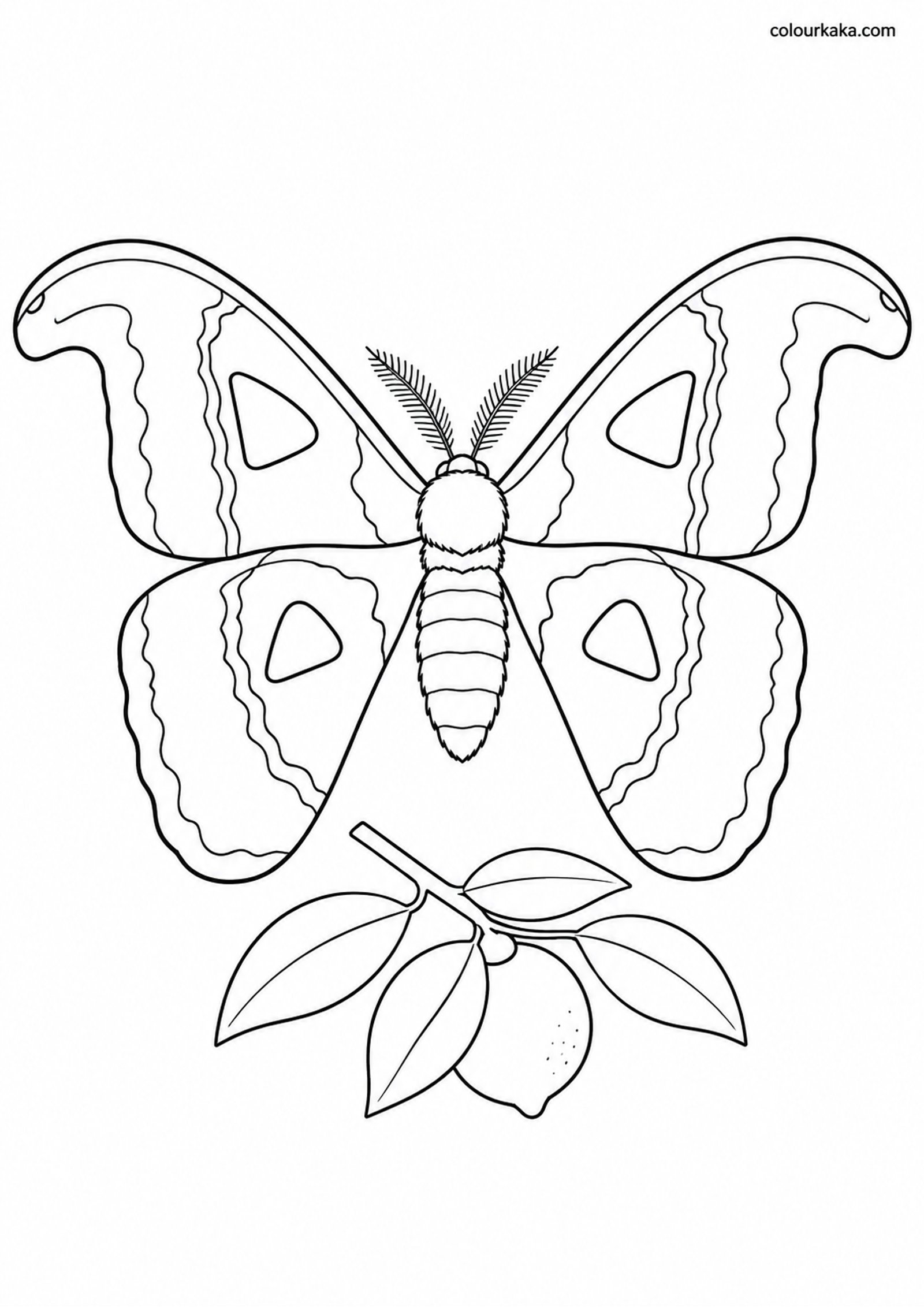 Atlas Moth Colouring Sheet colouring page preview