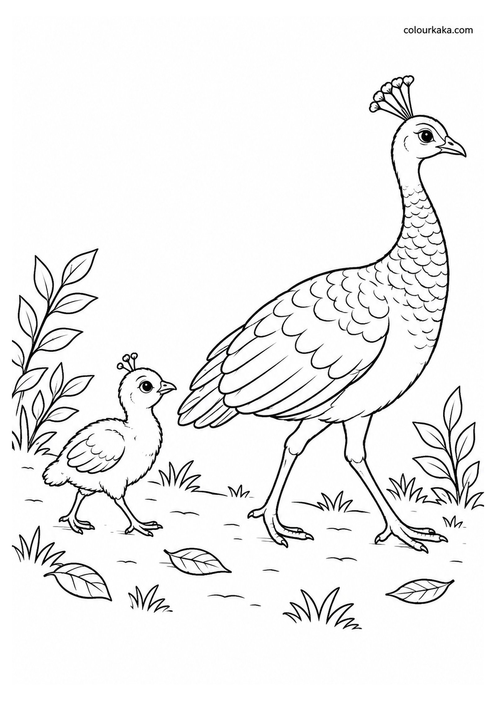 Baby Peacock Following Its Mother Colouring Page colouring page preview