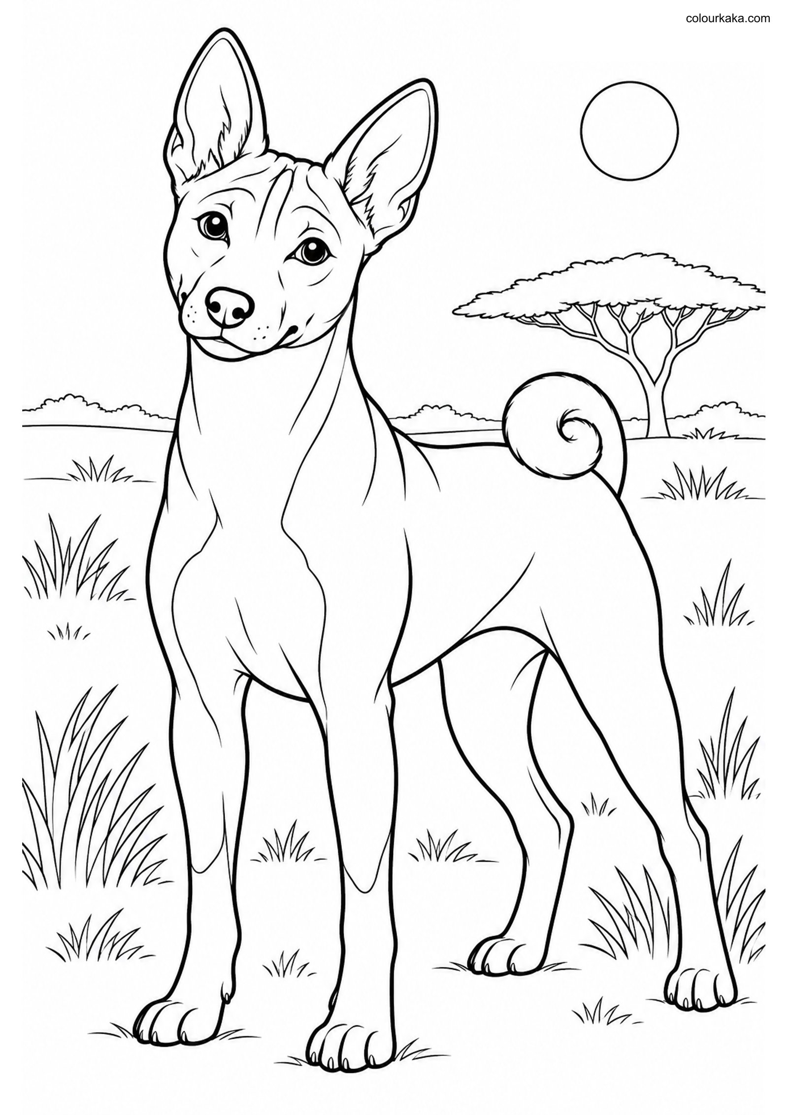Basenji Dog Colouring Page colouring page preview