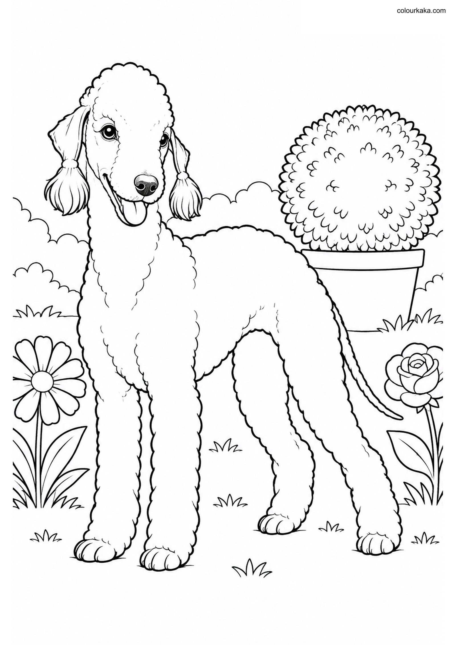 Bedlington Terrier Colouring colouring page preview