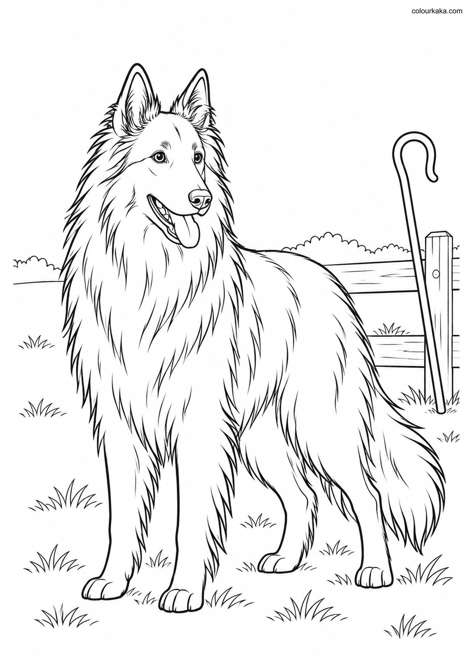 Belgian Sheepdog Coloring Page colouring page preview