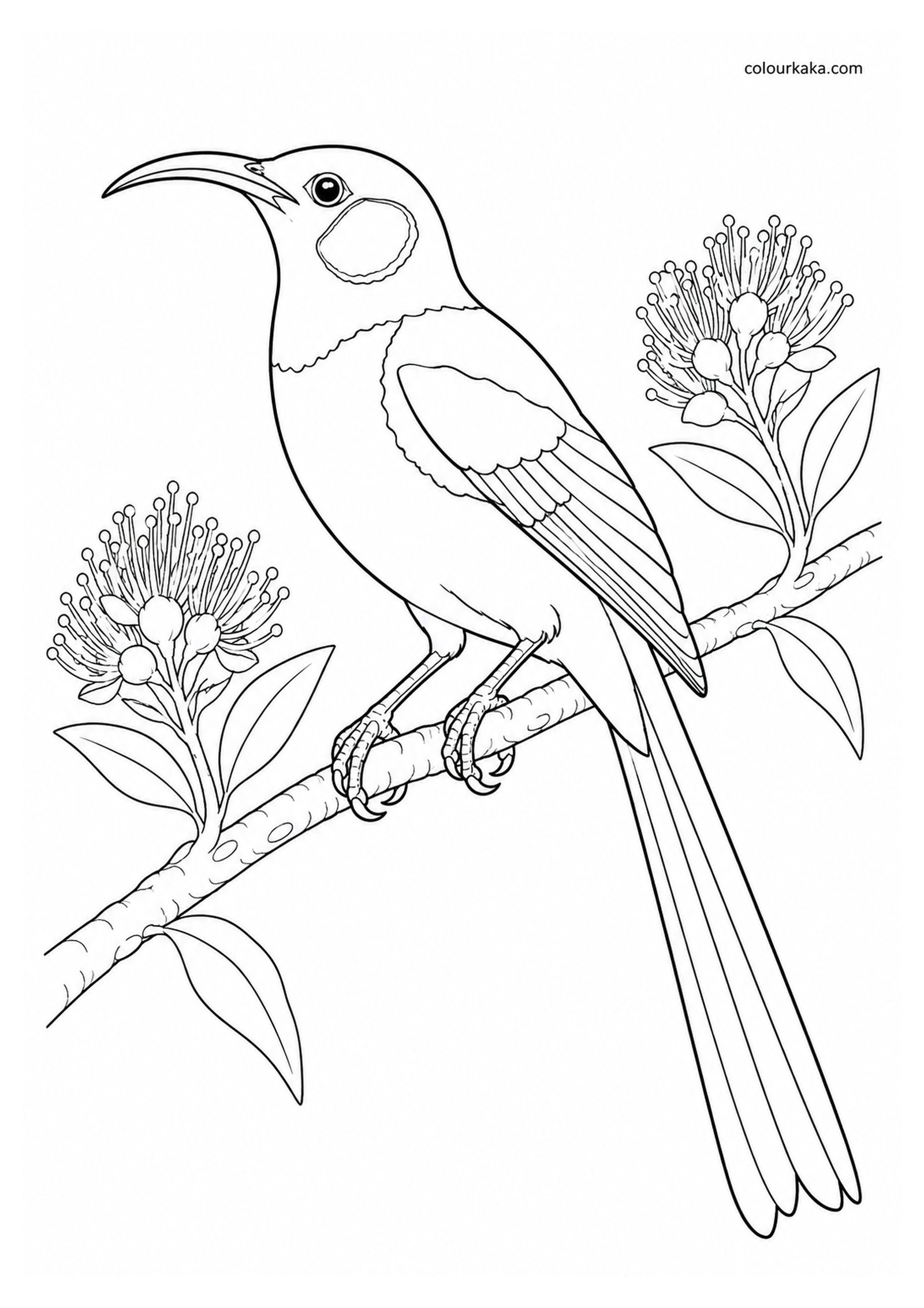 Bishop's ʻŌʻō Colouring Page colouring page preview