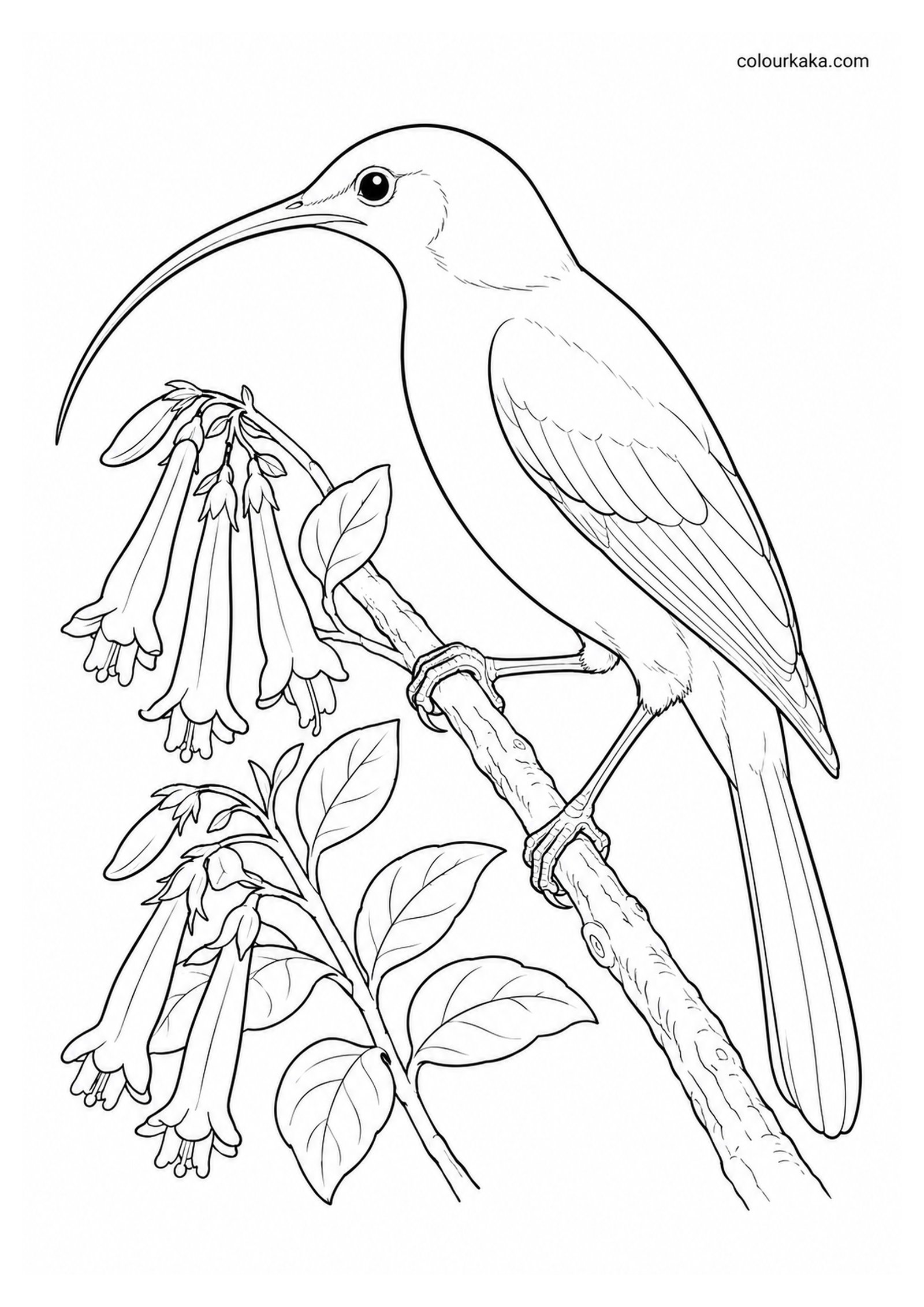 Black Mamo Colouring Page colouring page preview