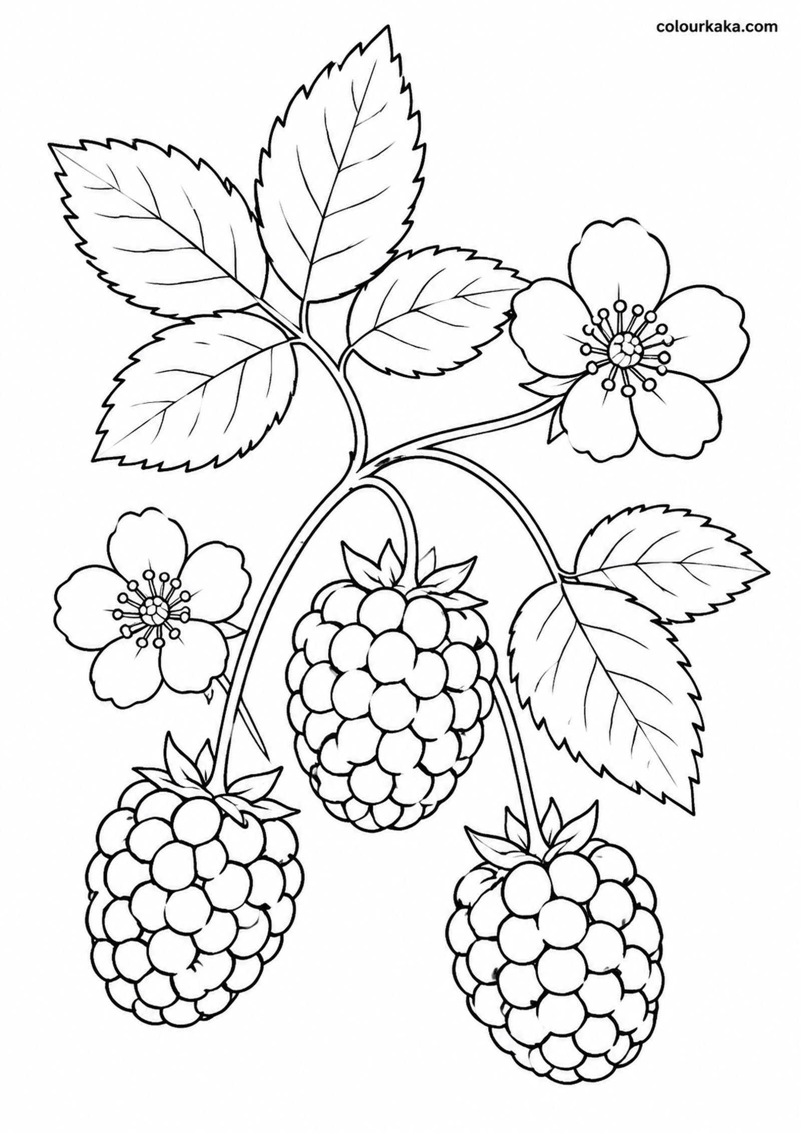 Blackberry Bramble Colouring colouring page preview