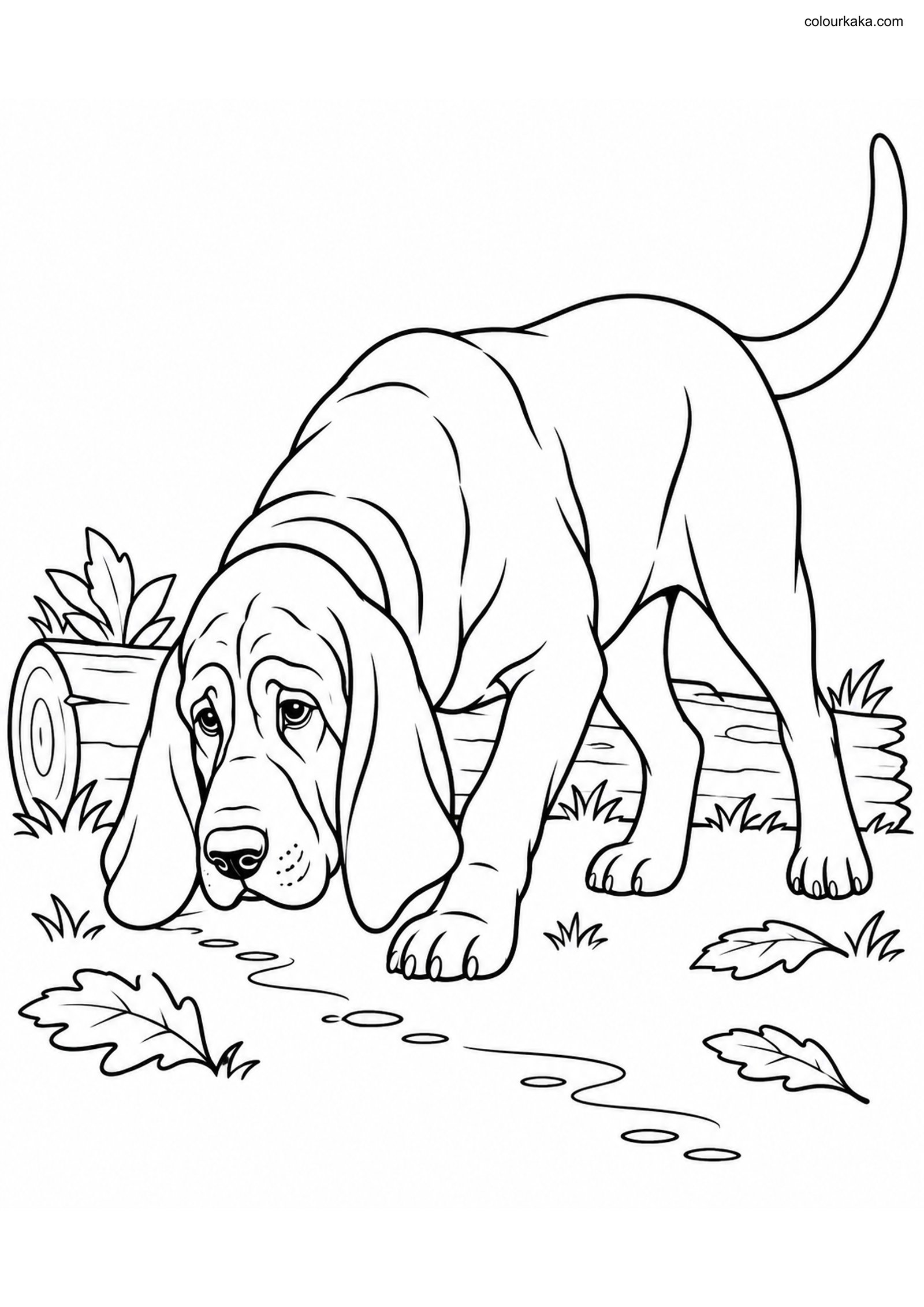 Bloodhound Colouring Page colouring page preview