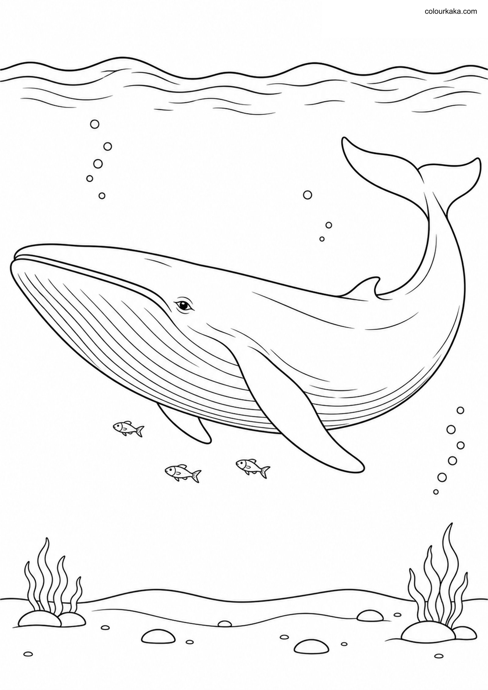 Blue Whale Colouring Page colouring page preview