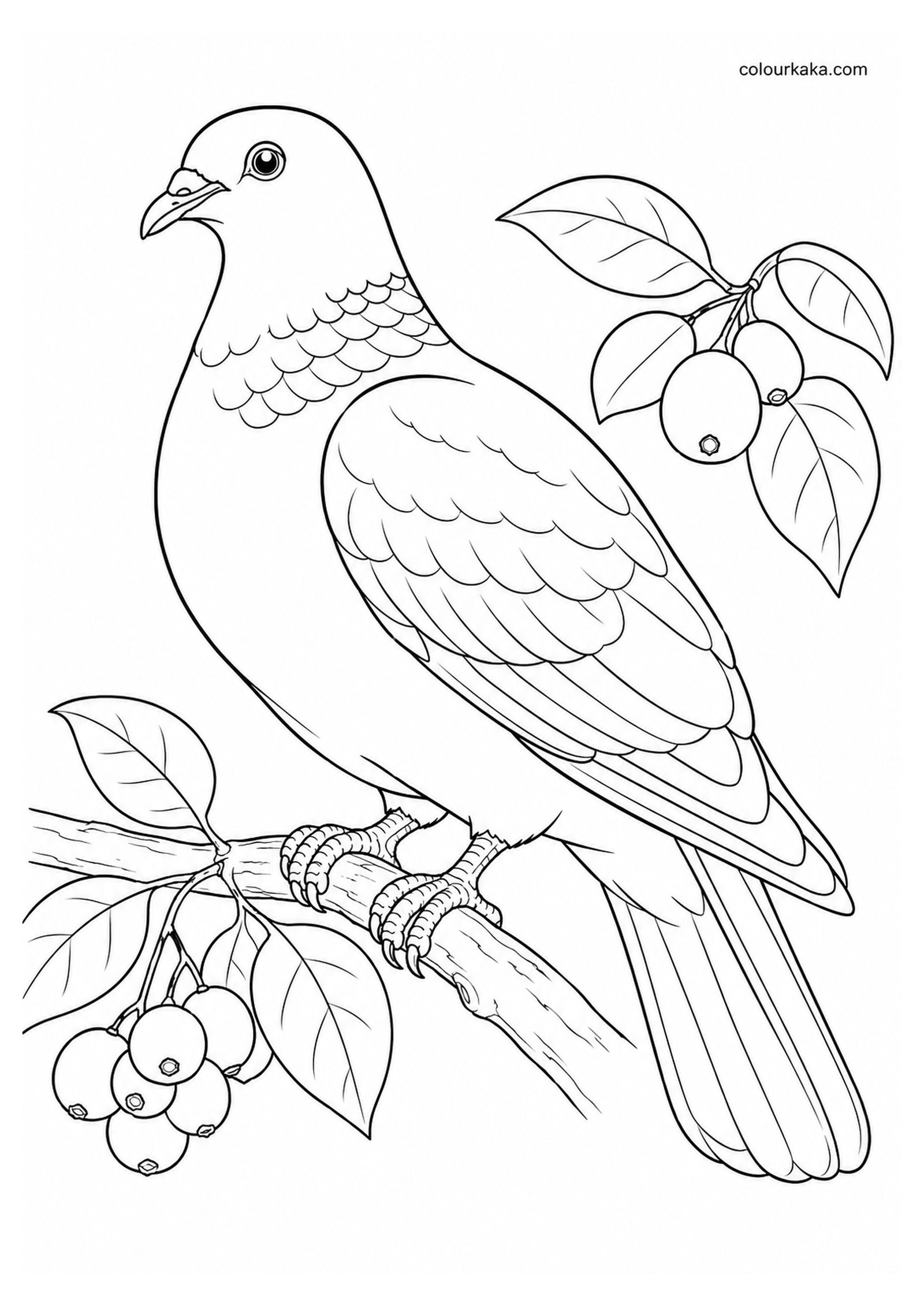 Bonin Wood Pigeon Colouring Page colouring page preview