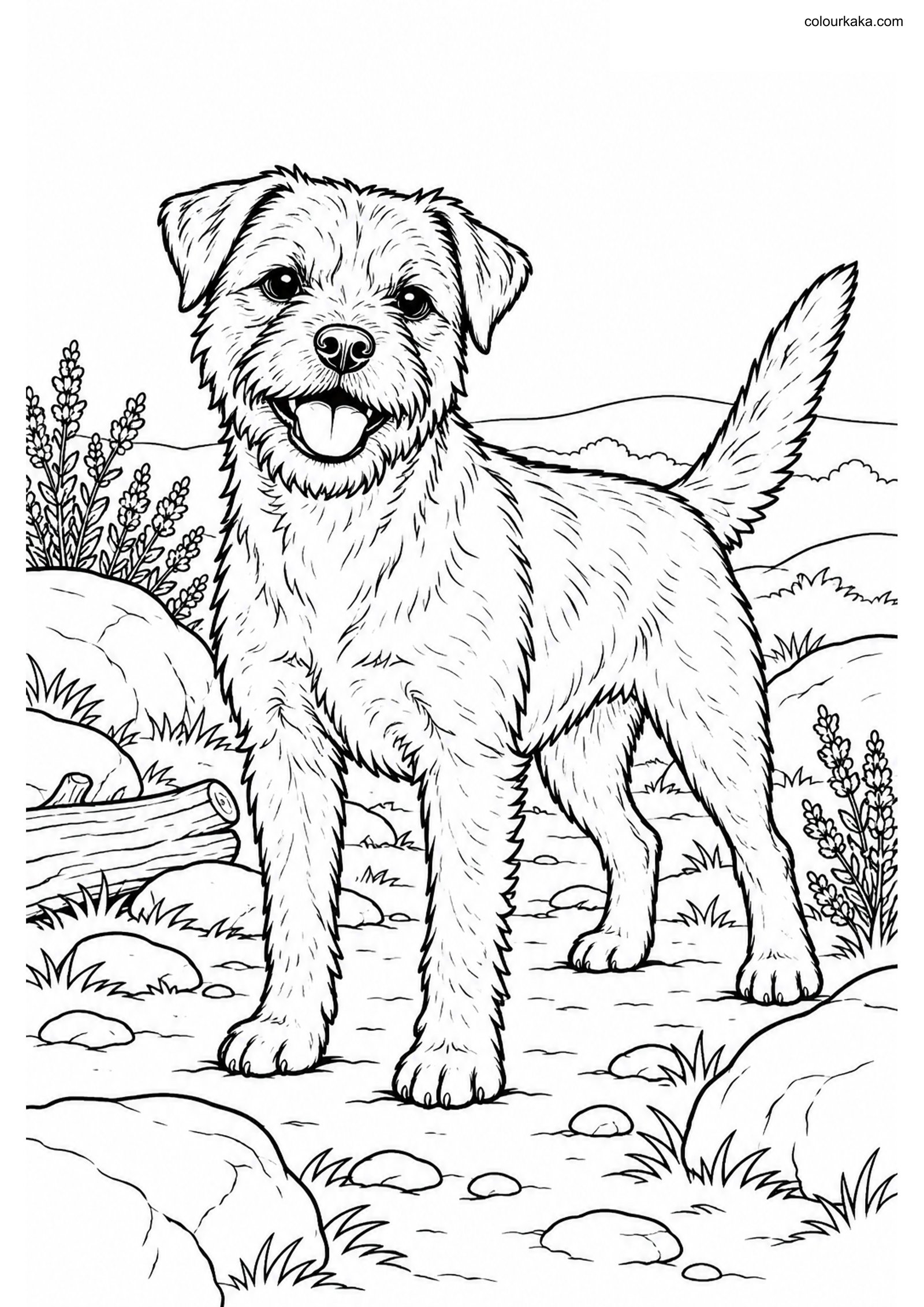 Border Terrier Colouring Page colouring page preview