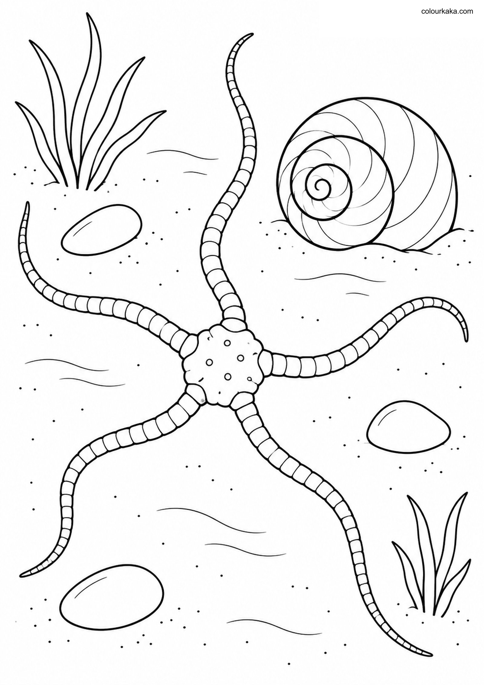Brittle Star Colouring Page colouring page preview