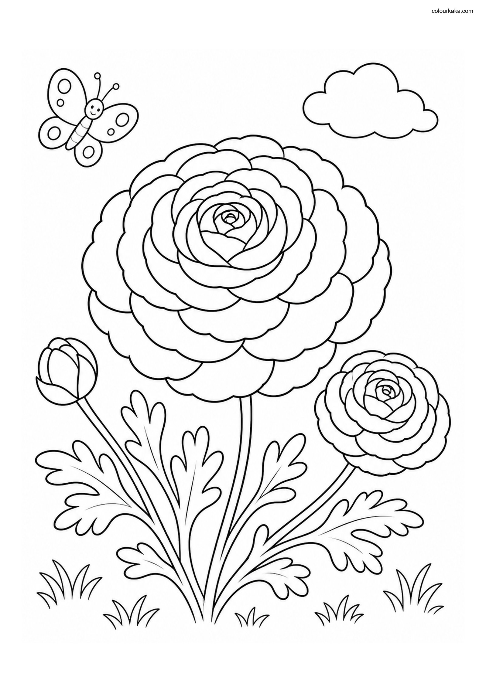 Ranunculus Flower Colouring colouring page preview