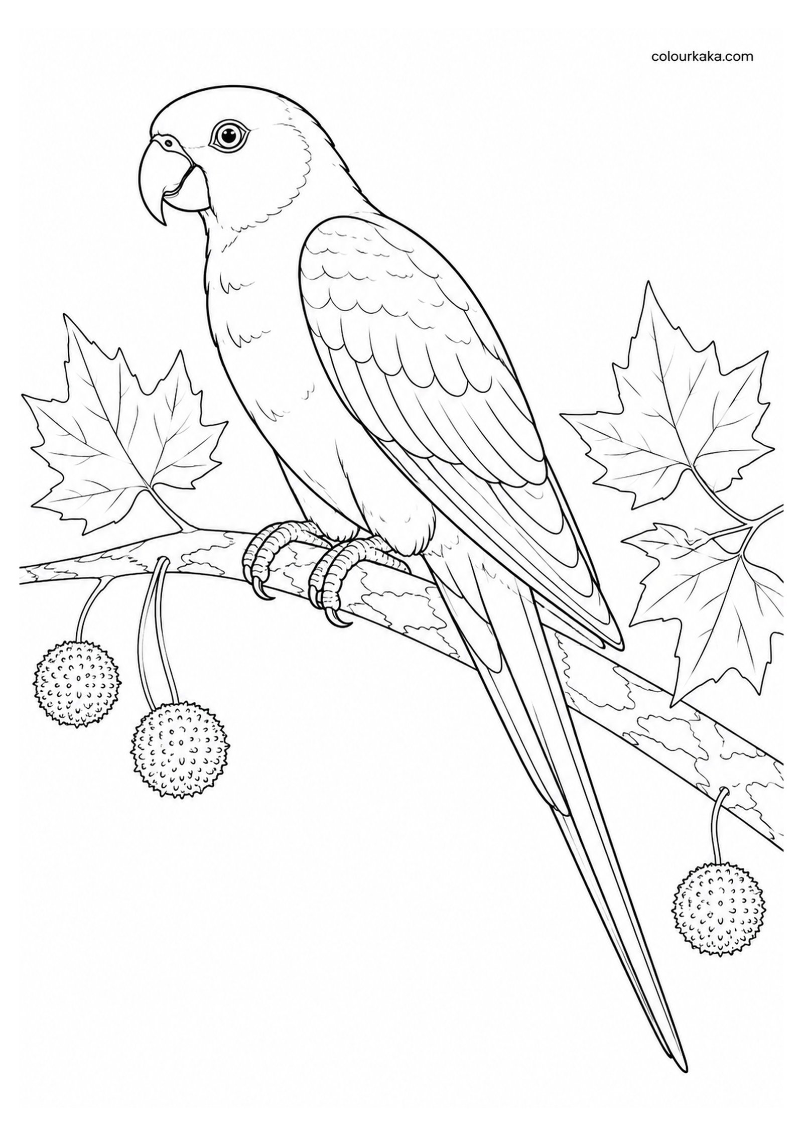 Carolina Parakeet Colouring Page colouring page preview