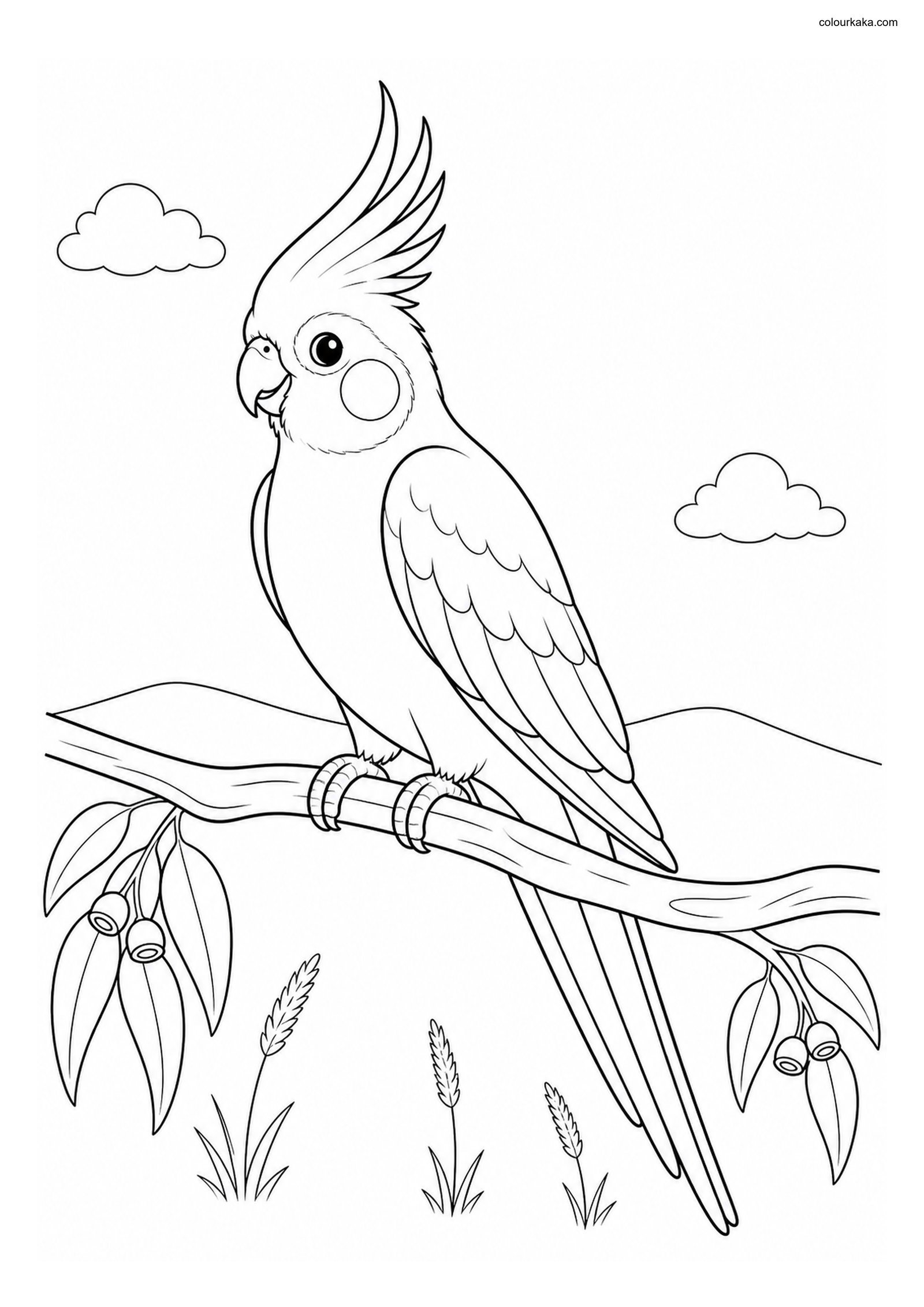 Cockatiel Colouring Design colouring page preview