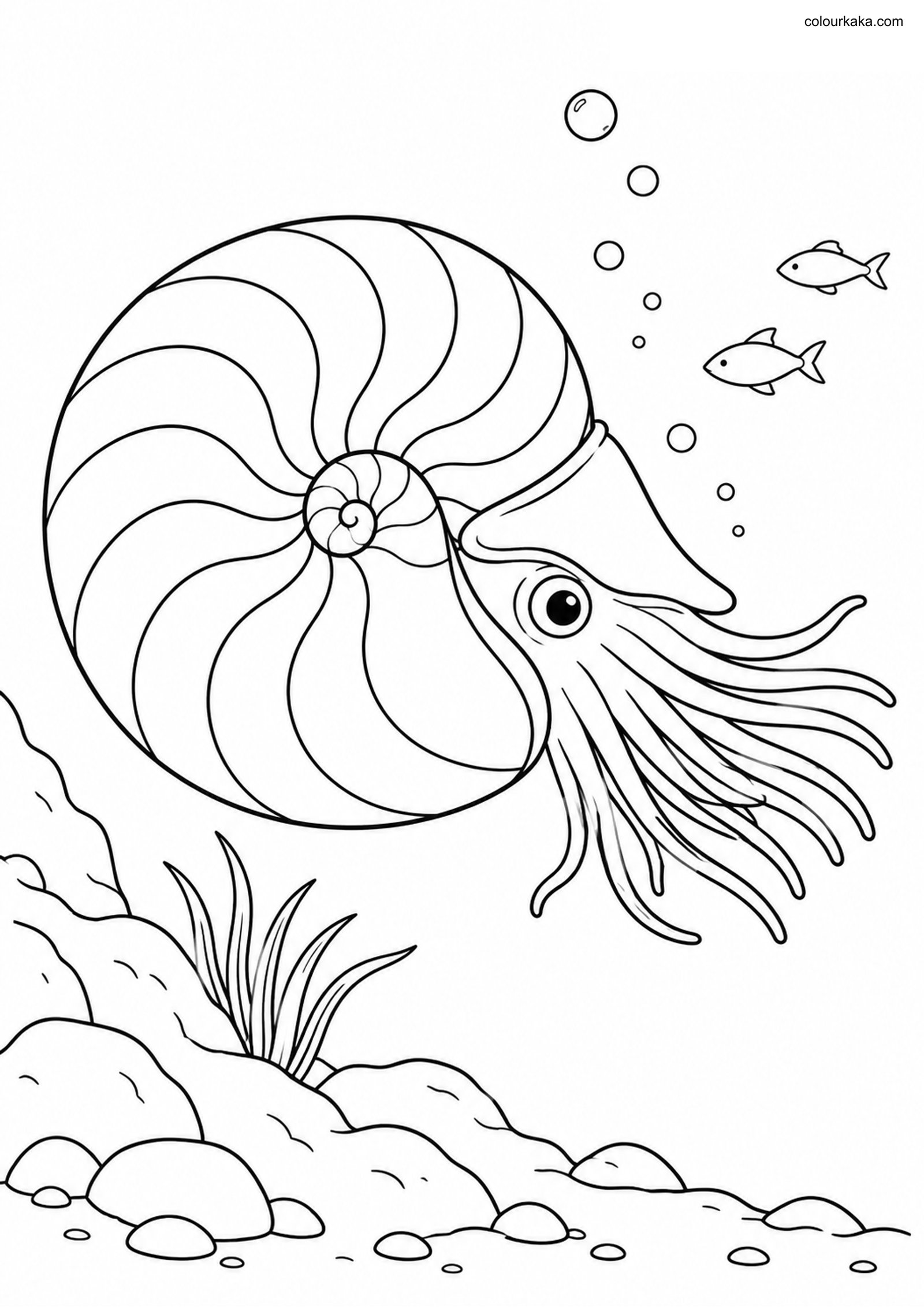Chambered Nautilus Colouring colouring page preview