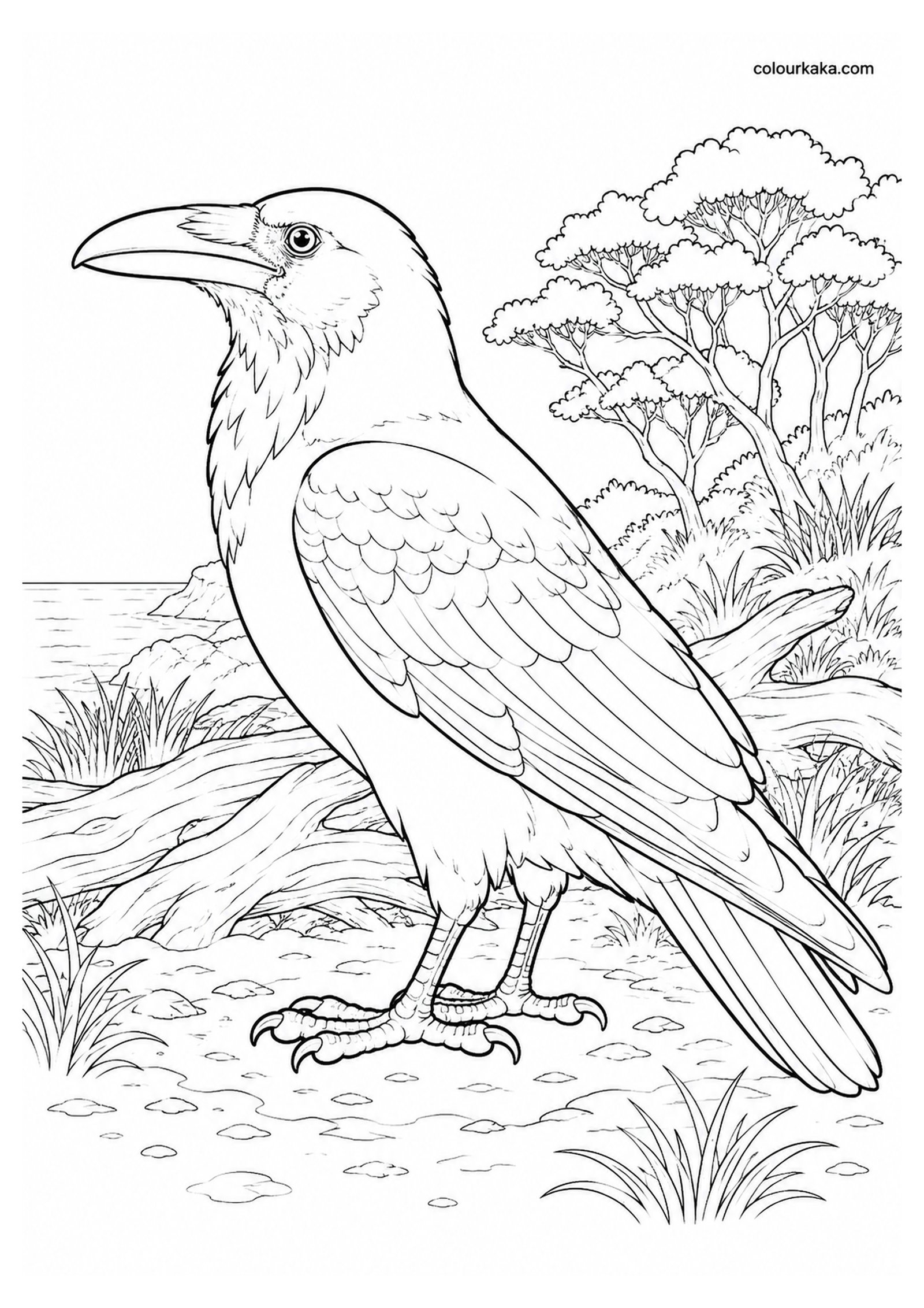 Chatham Raven Colouring Page colouring page preview