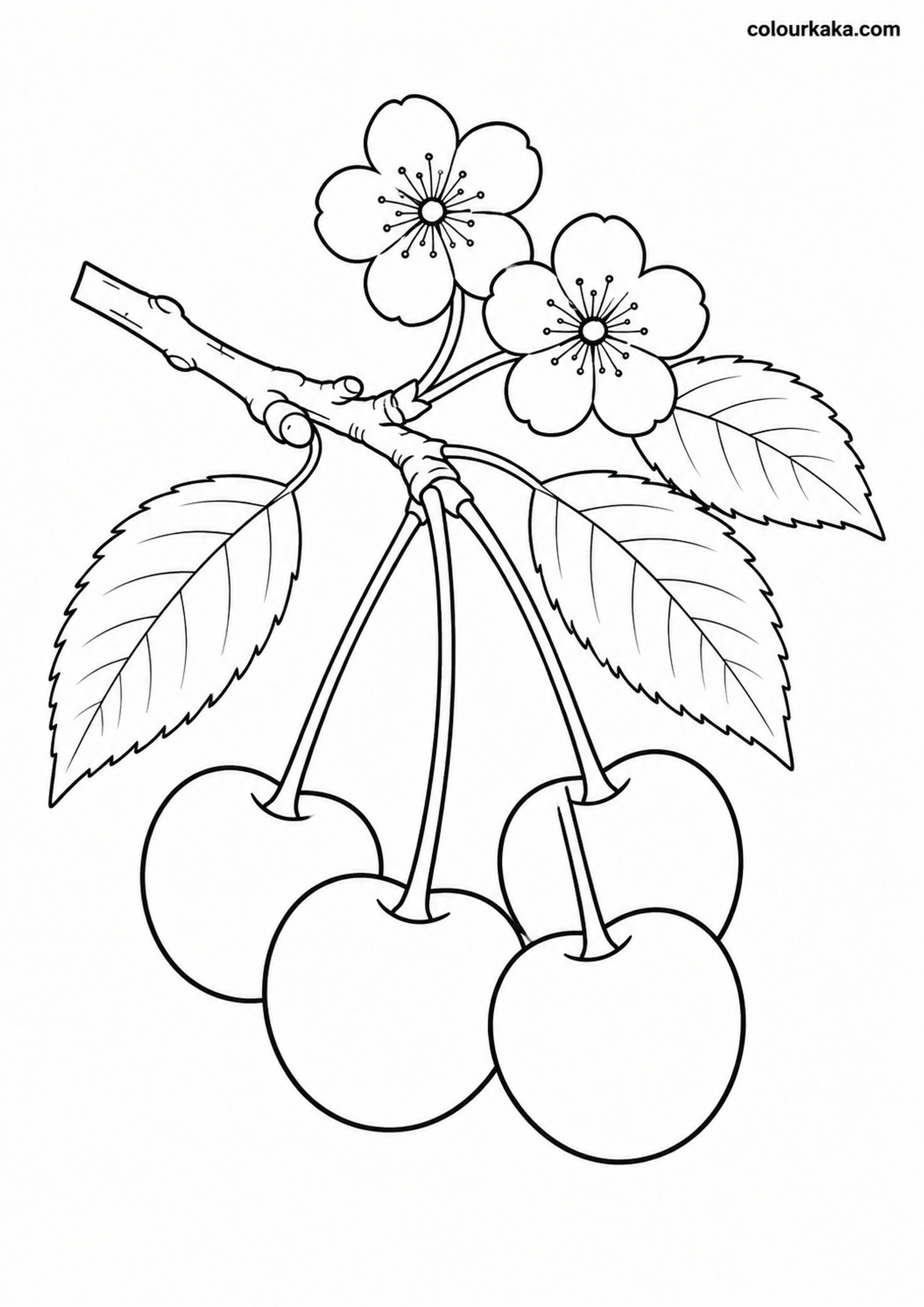 Cherry Blossom Colouring Sheet colouring page preview